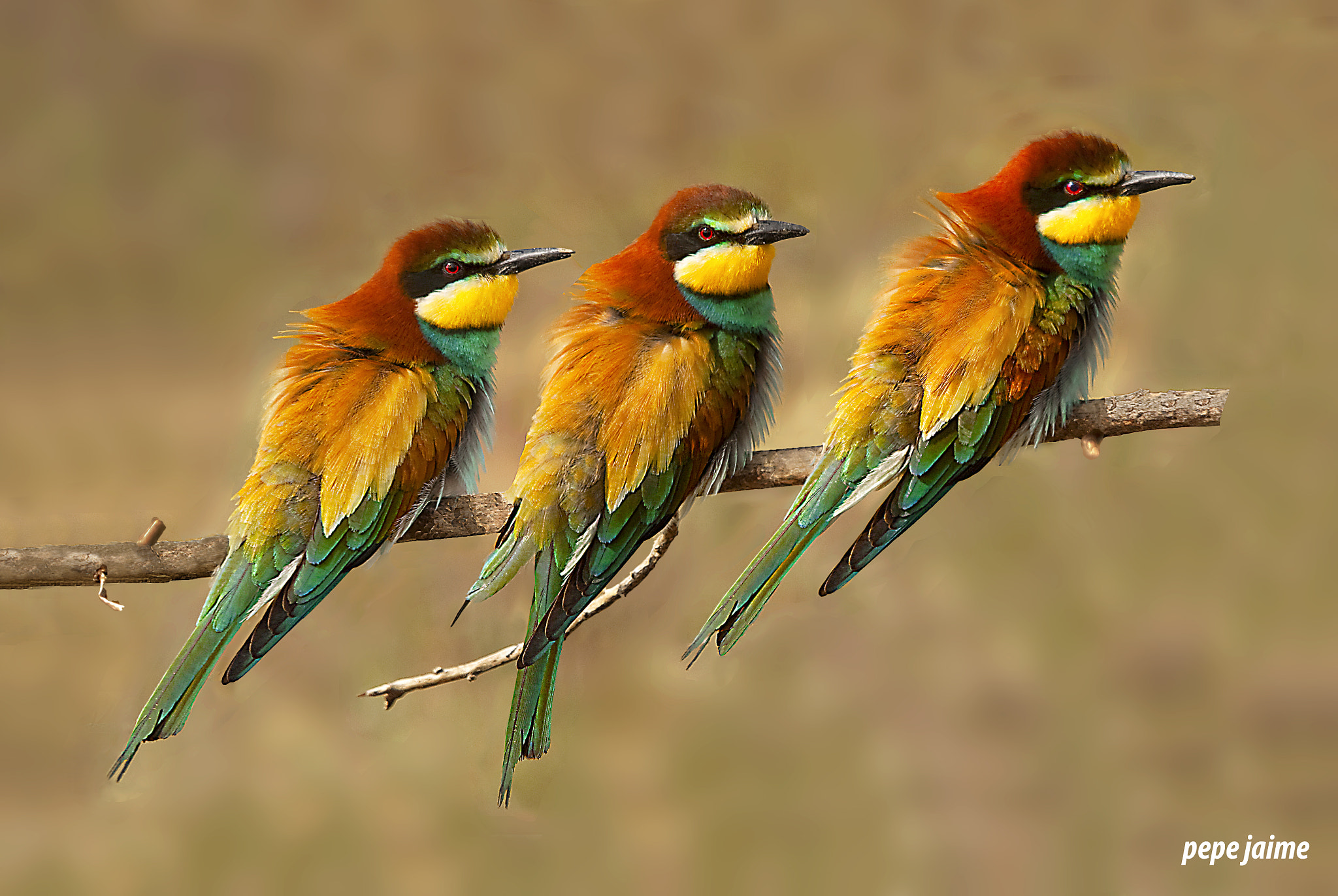 Sigma 150-500mm F5-6.3 DG OS HSM sample photo. Trio de abejarucos (merops apiaster) photography