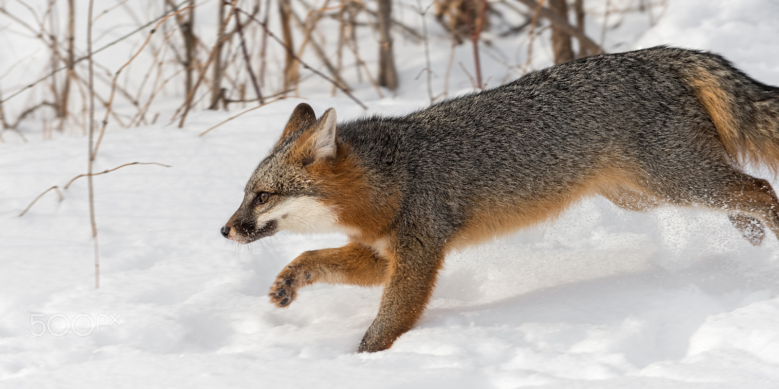 Nikon D4S sample photo. Fast fox left photography