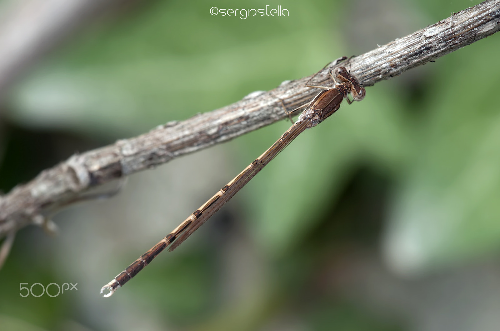 Sigma 150mm F2.8 EX DG Macro HSM sample photo. Fusca from above_____ photography