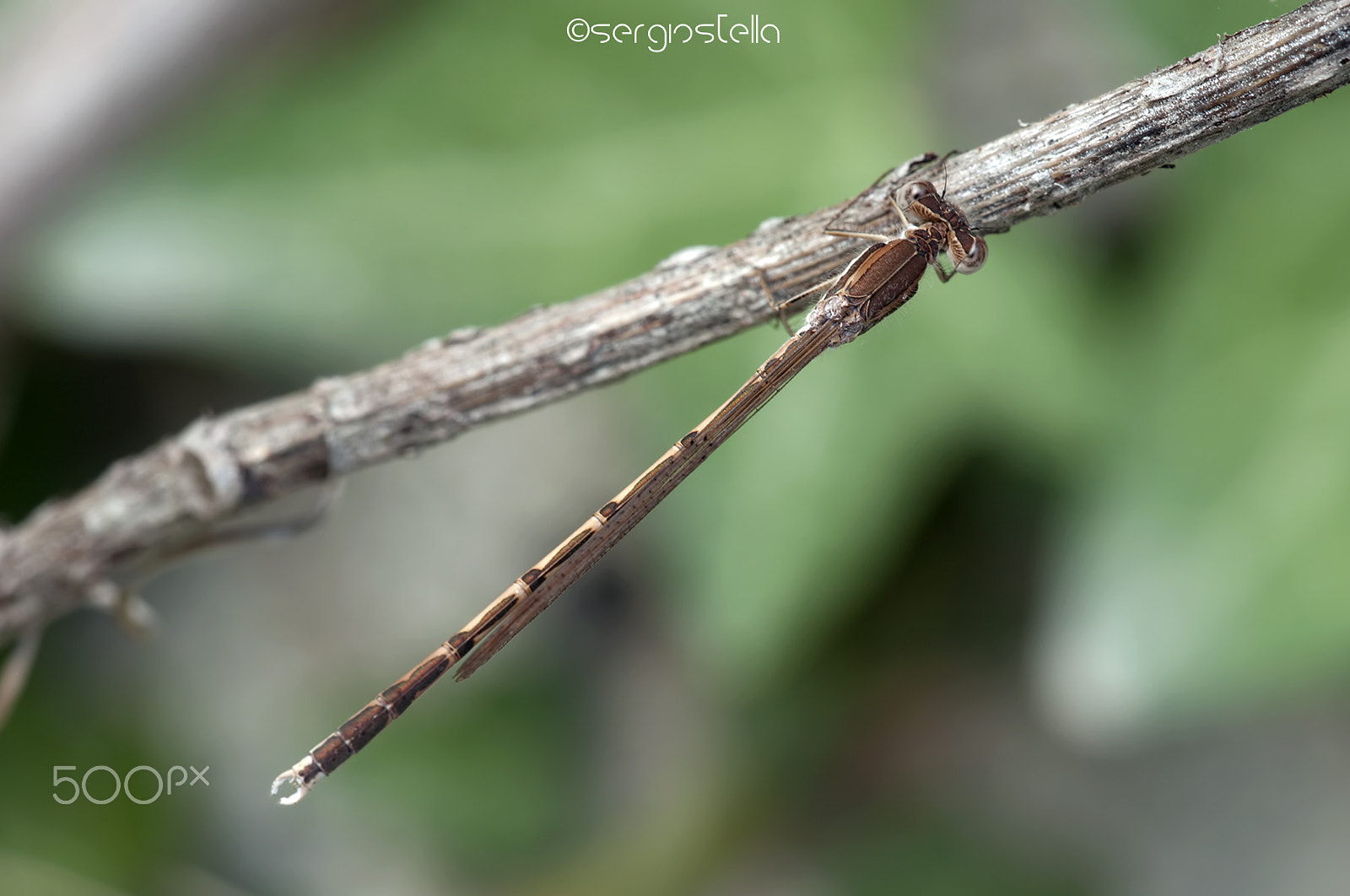 Nikon D90 + Sigma 150mm F2.8 EX DG Macro HSM sample photo. Fusca from above_____ photography