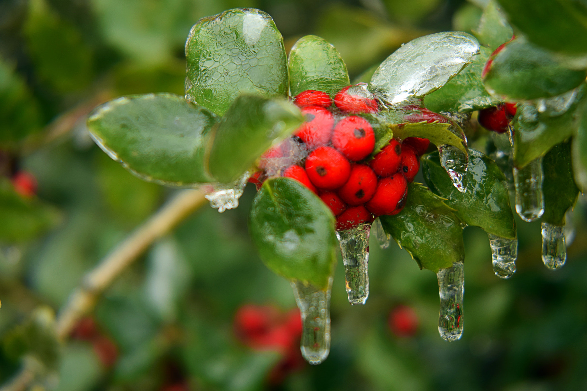 AF Nikkor 28mm f/1.4D sample photo. Encased in ice photography