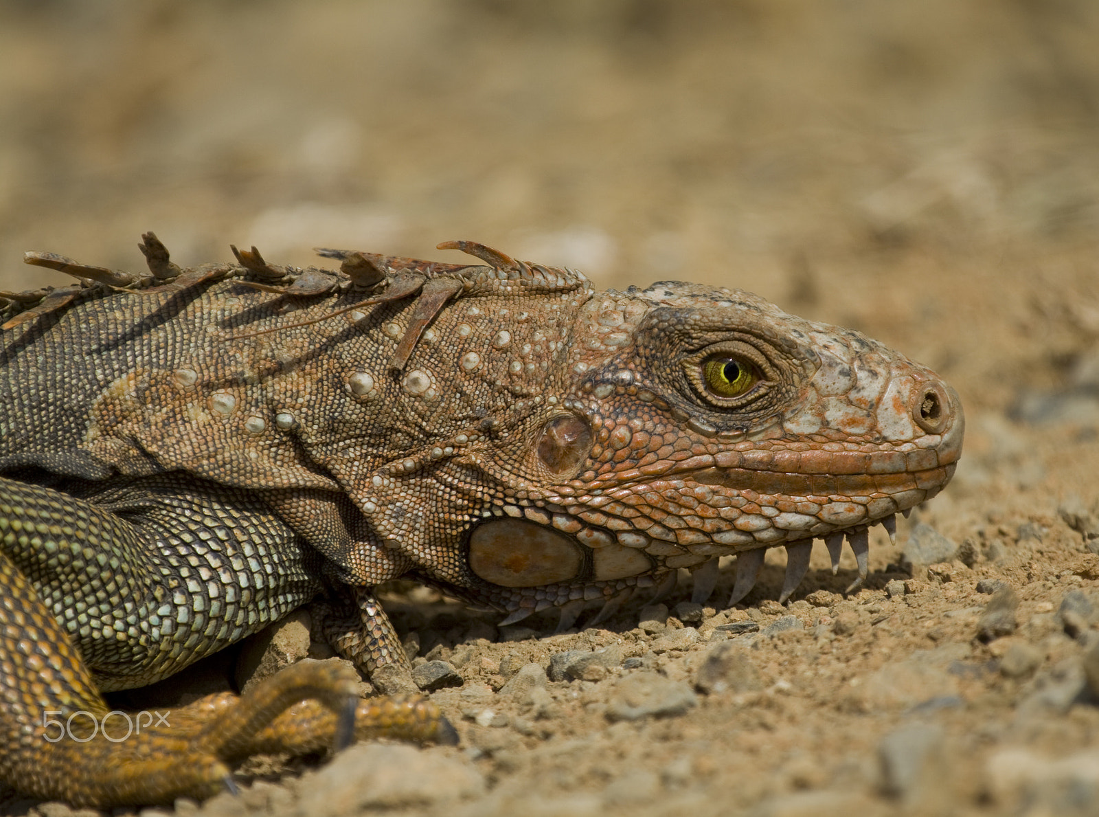 Canon EOS 50D + Canon EF 100-400mm F4.5-5.6L IS USM sample photo. I'm watching you photography