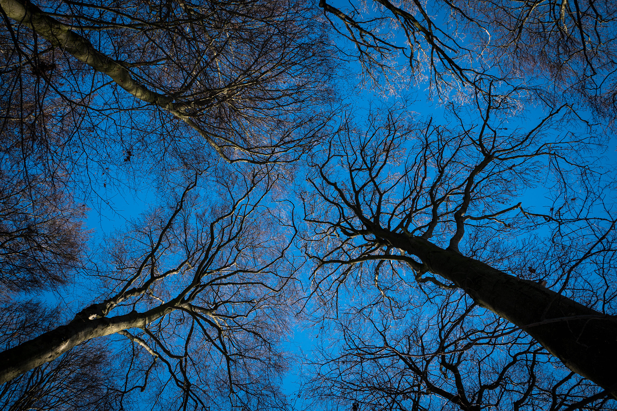 LUMIX G VARIO 12-60/F3.5-5.6 sample photo. Lift up your head photography