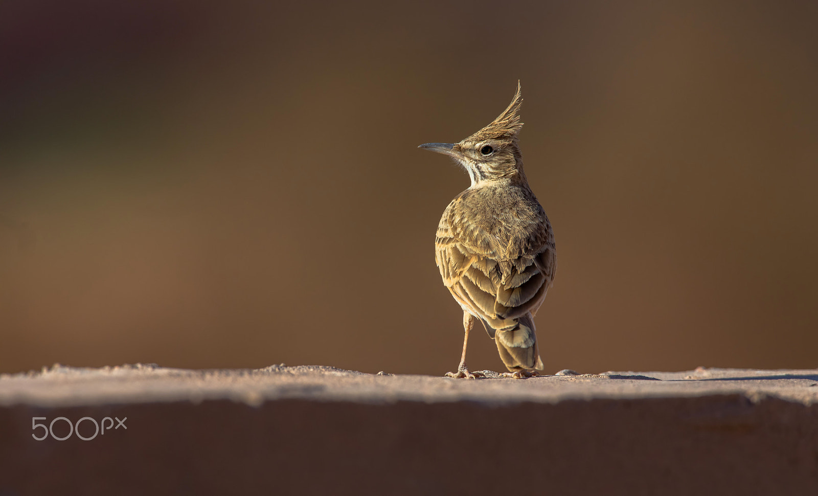 Canon EF 400mm F2.8L IS II USM sample photo. Copie photography