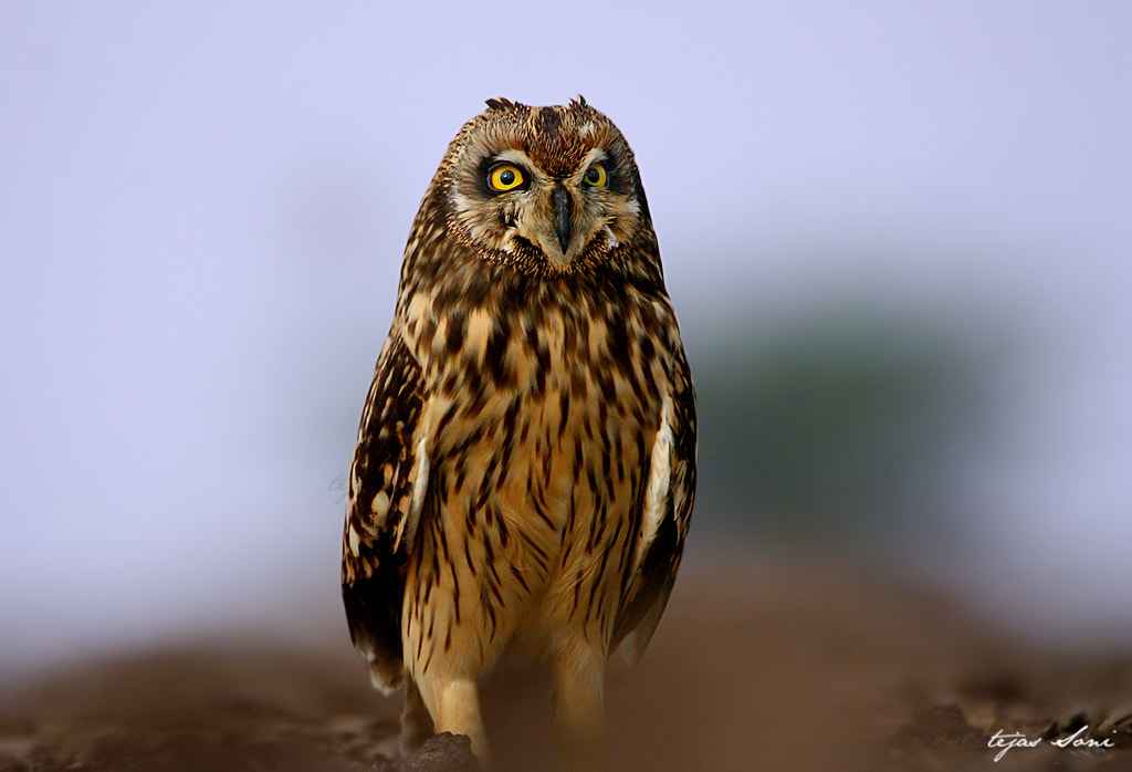 v2?sig=bf73192814c15e7b5cabe6a6f20b97767