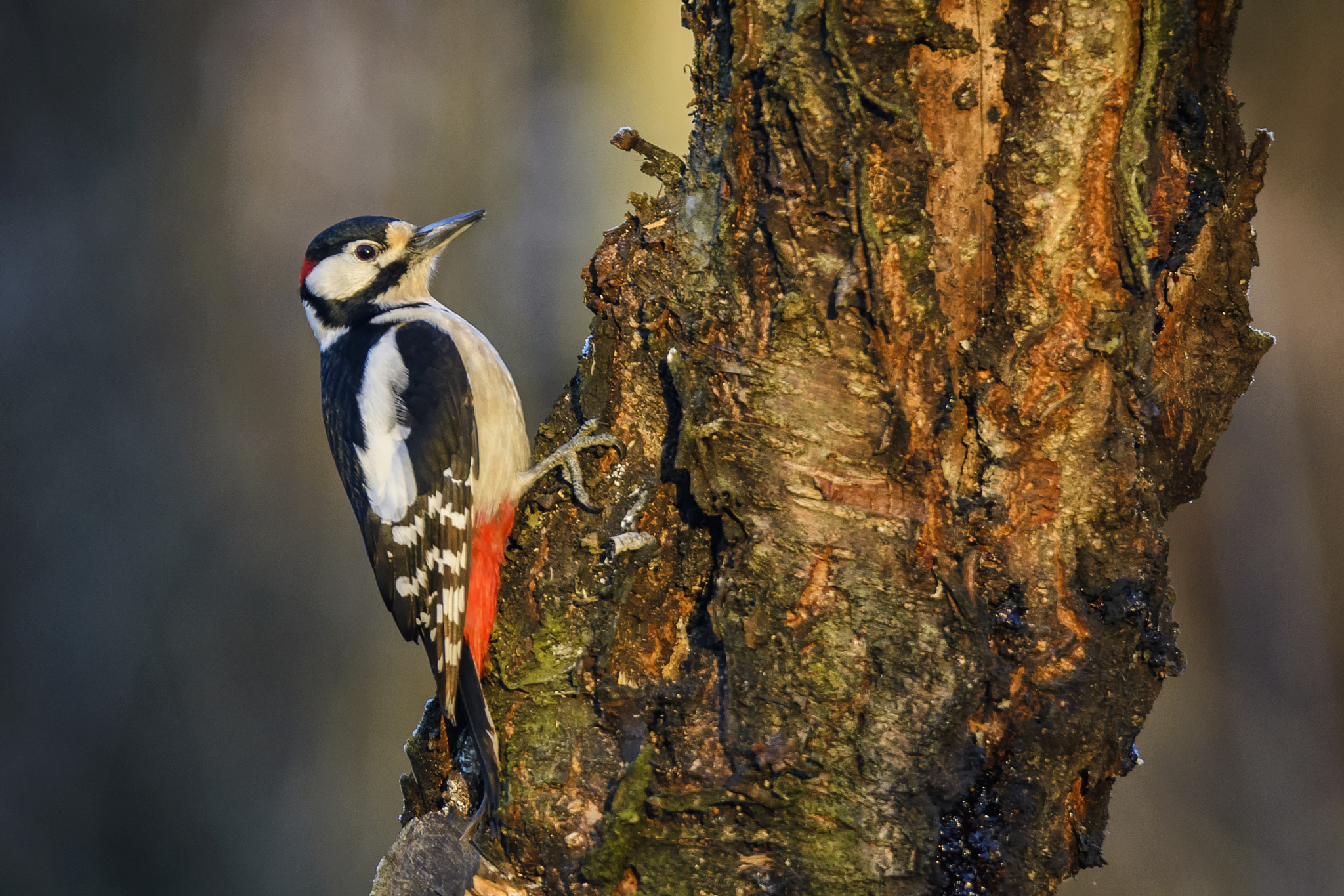 Nikon D610 + Tamron SP 150-600mm F5-6.3 Di VC USD sample photo. Great spotted woodpecker photography