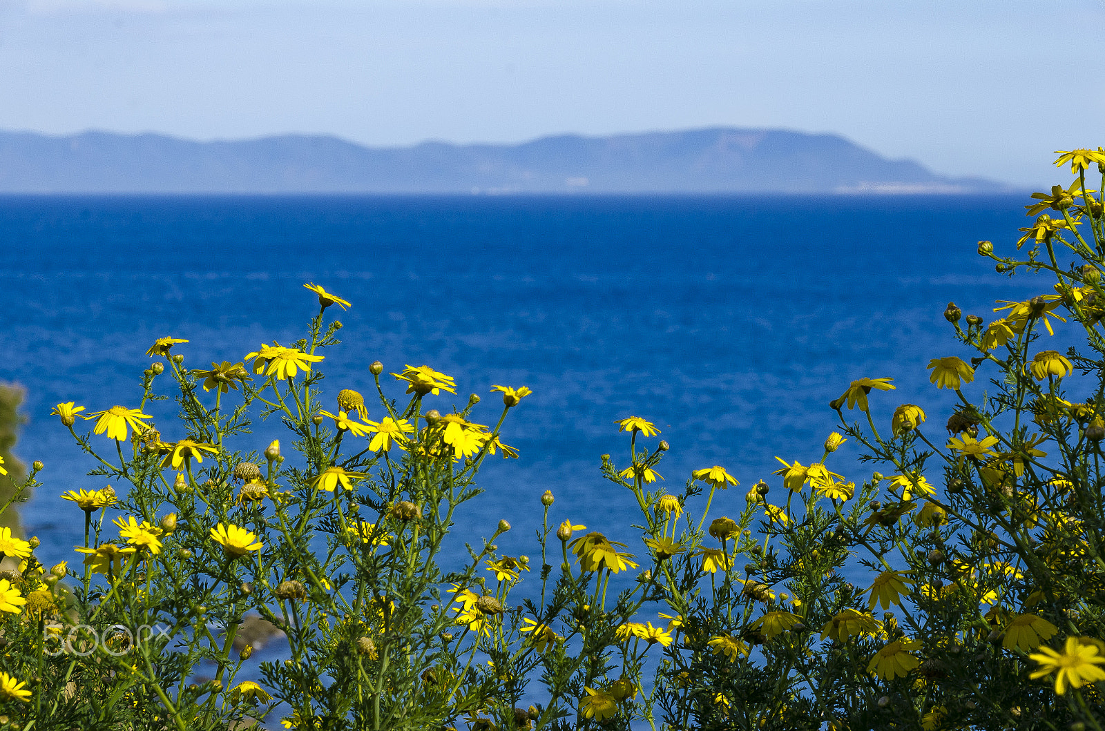 Sigma 18-250mm F3.5-6.3 DC Macro OS HSM sample photo. Yellow & blue photography