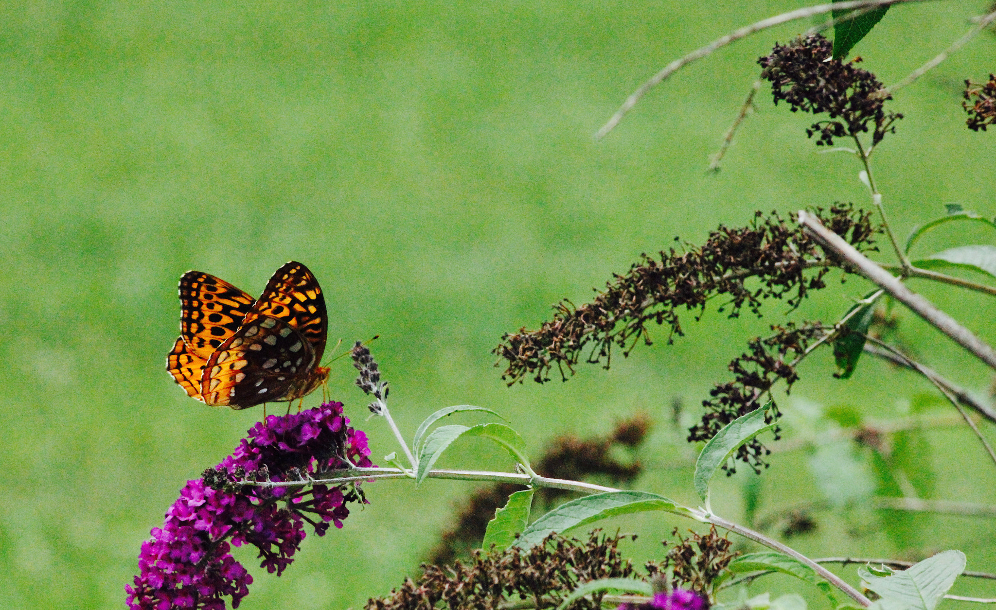 Sigma 70-300mm F4-5.6 APO DG Macro sample photo. Butterfly and buddleia_6566 photography