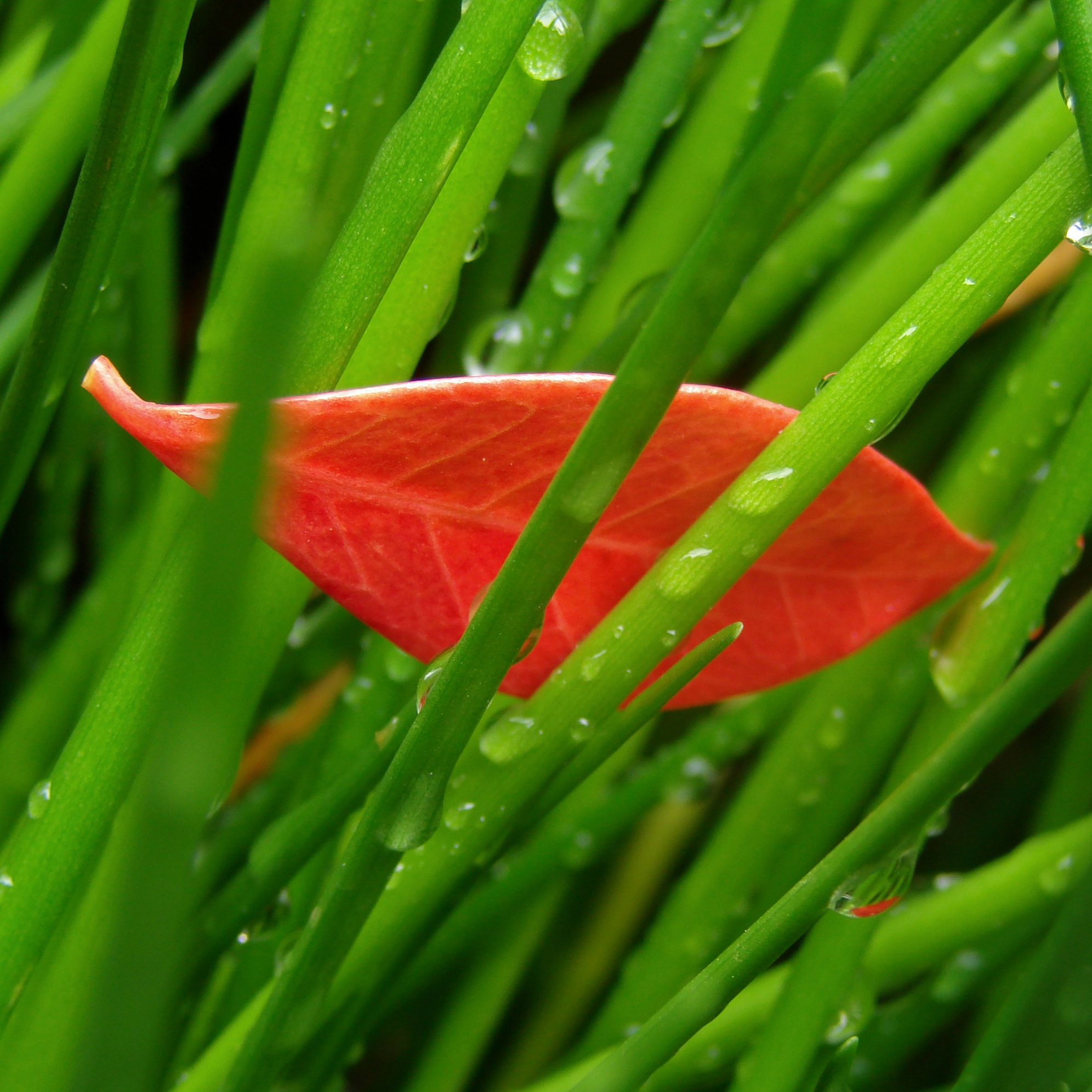 Sony DSC-H5 sample photo. The red side of greenness photography