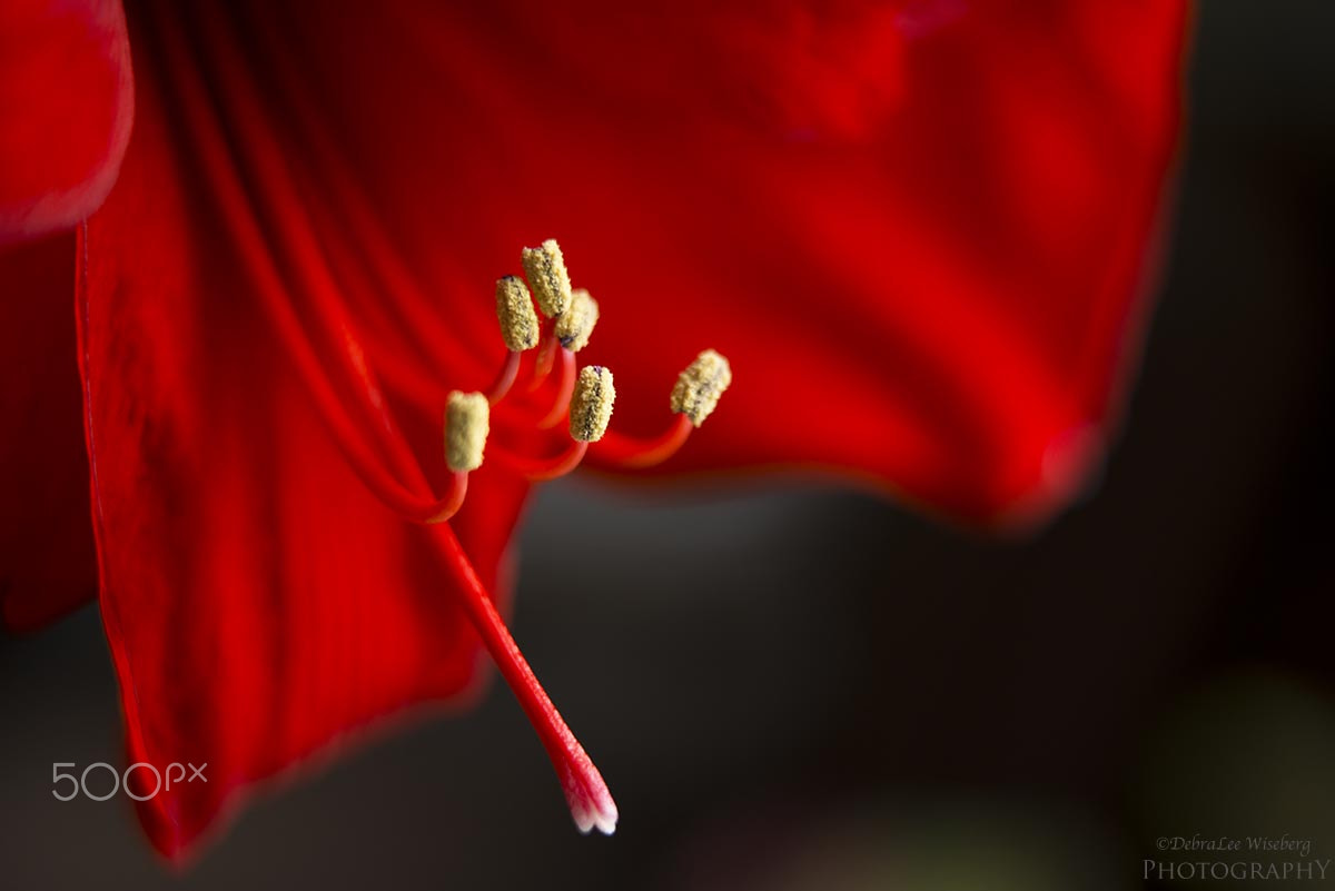 Nikon AF-S Micro-Nikkor 60mm F2.8G ED sample photo. Simply red photography