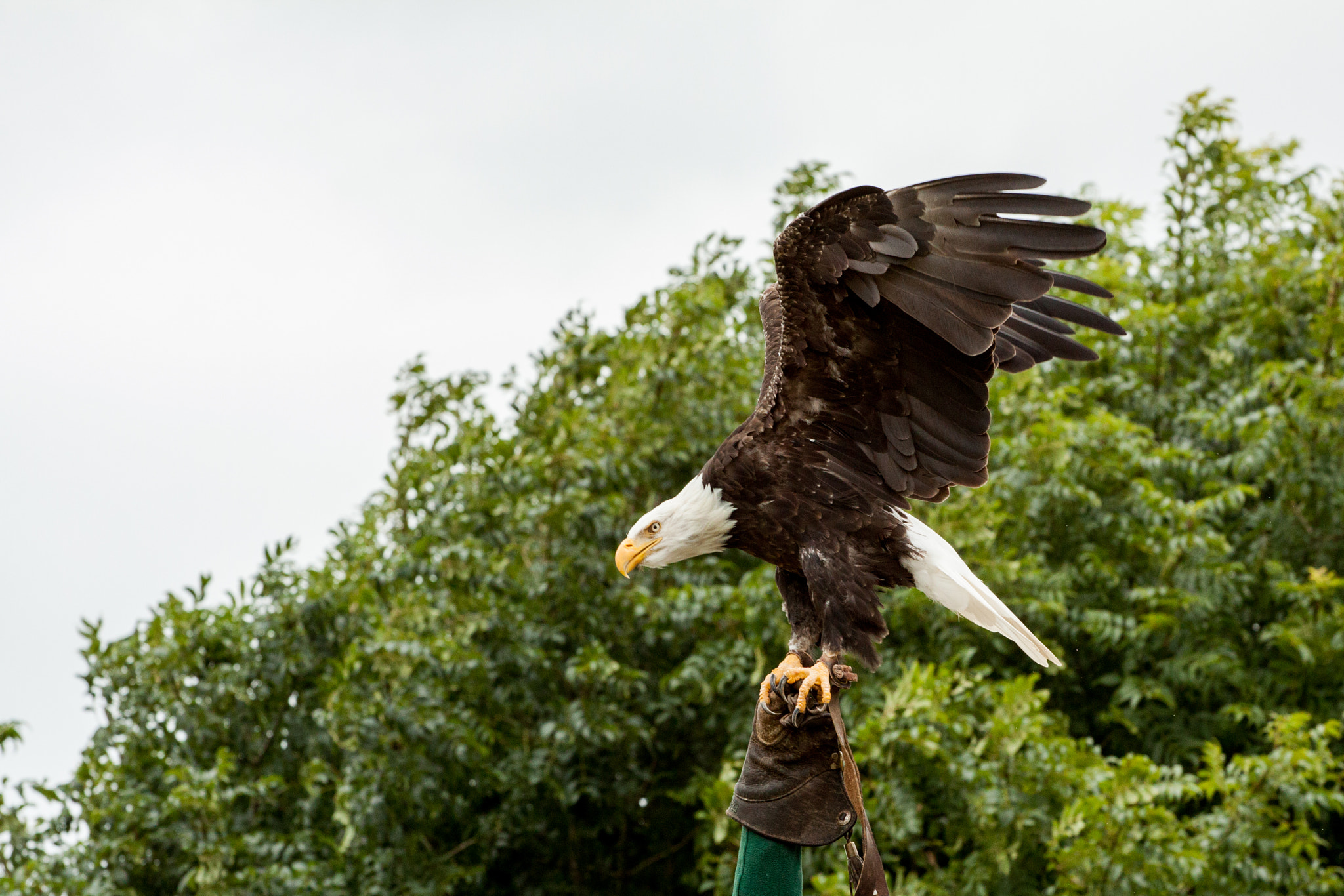 Canon EOS 50D + Canon EF 70-200mm F4L USM sample photo. Eagle photography