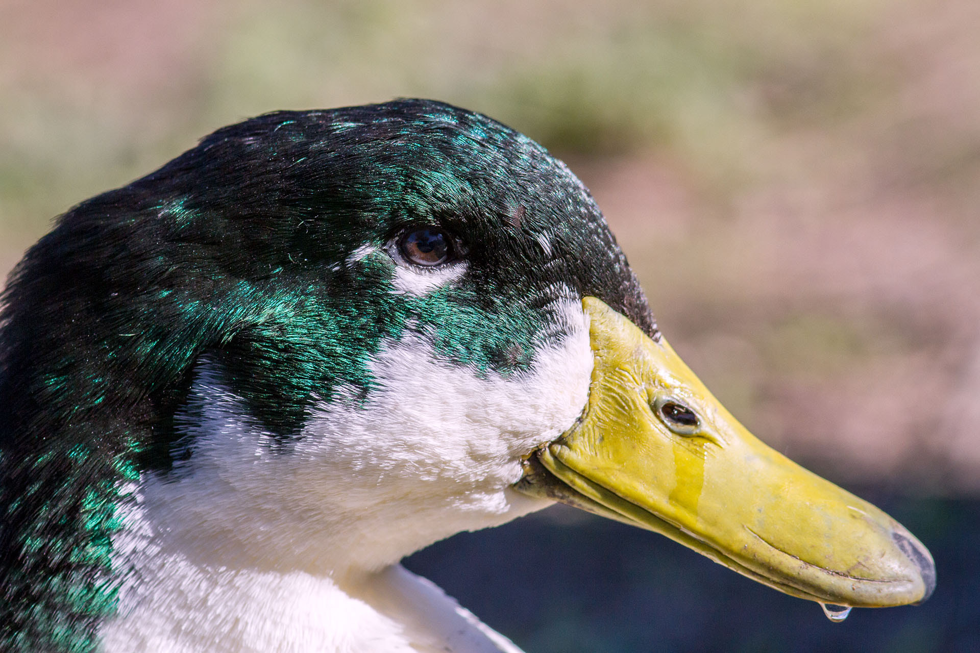 Canon EOS 7D + Canon EF 300mm F4L IS USM sample photo. The green duck photography