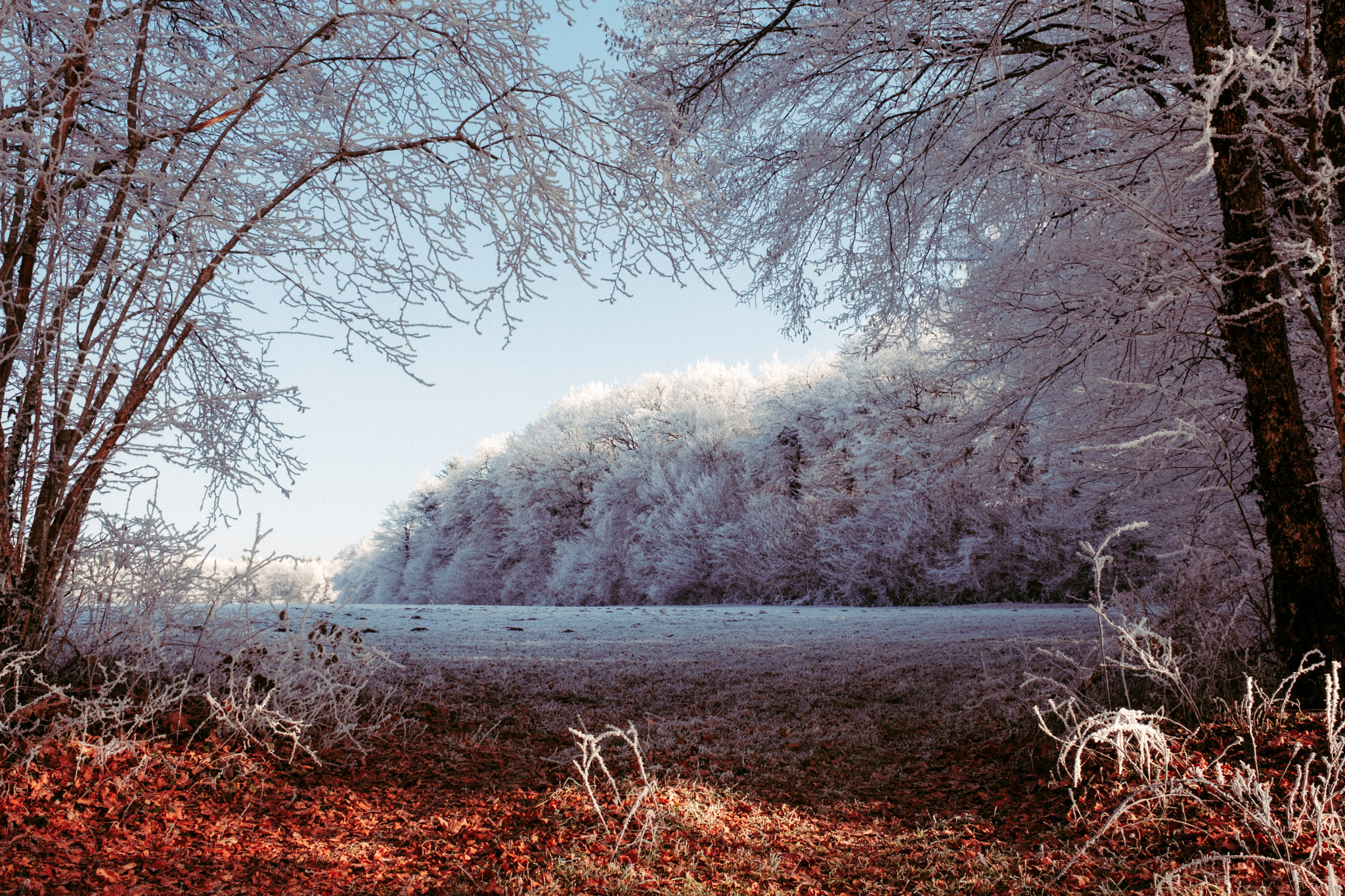 Fujifilm X-Pro2 + Fujifilm XF 16-55mm F2.8 R LM WR sample photo. Frozen woods photography