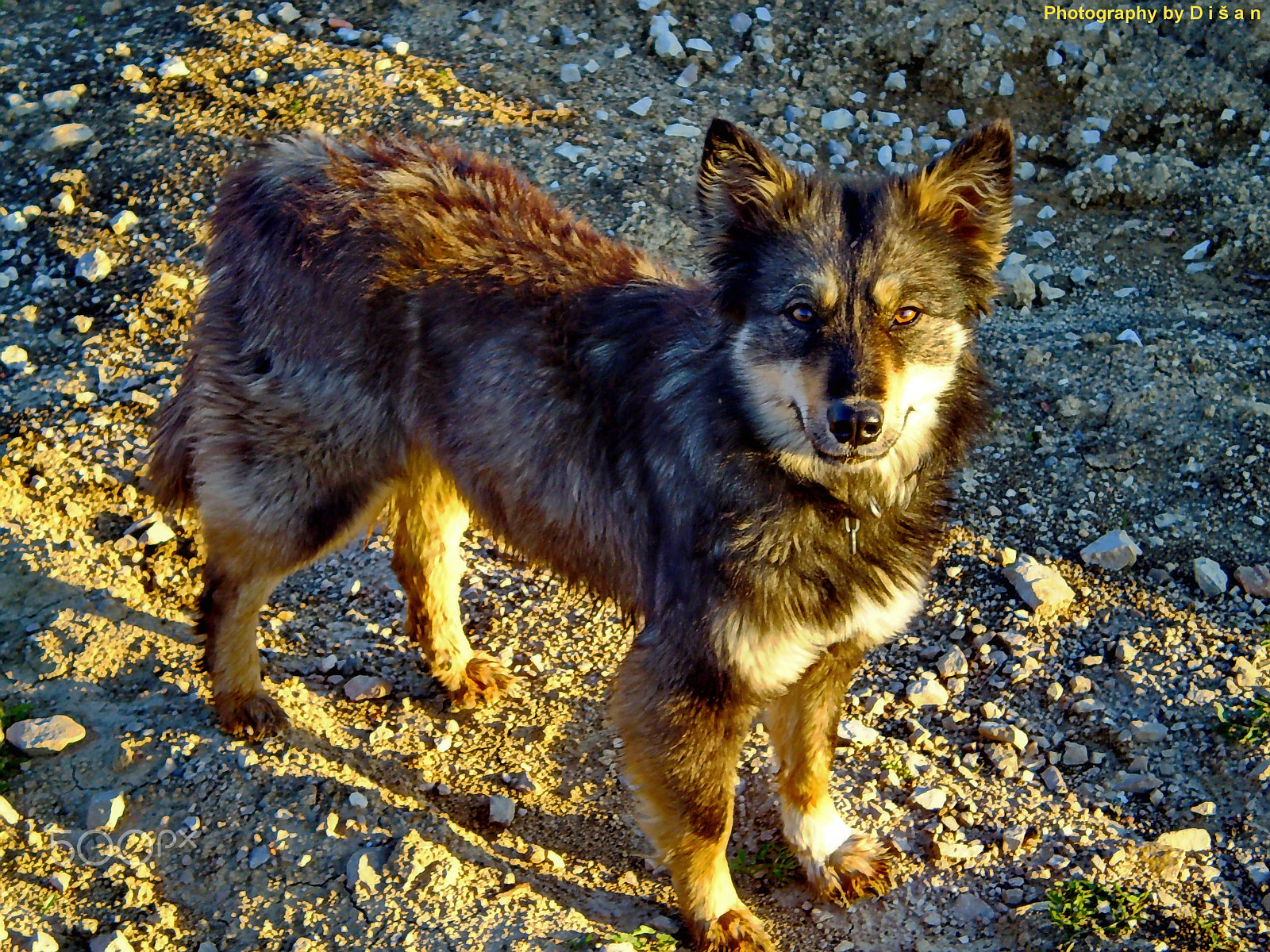 Olympus FE210,X775 sample photo. Dog "vuČko" photography