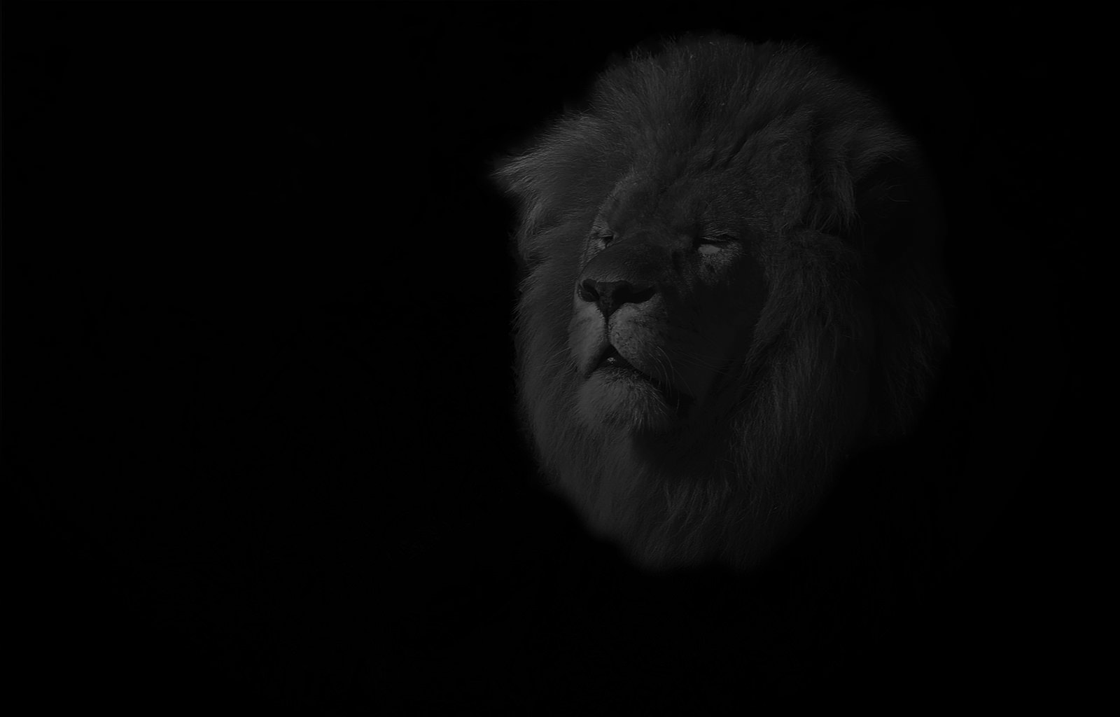 Nikon D7000 sample photo. Lion - lk photography