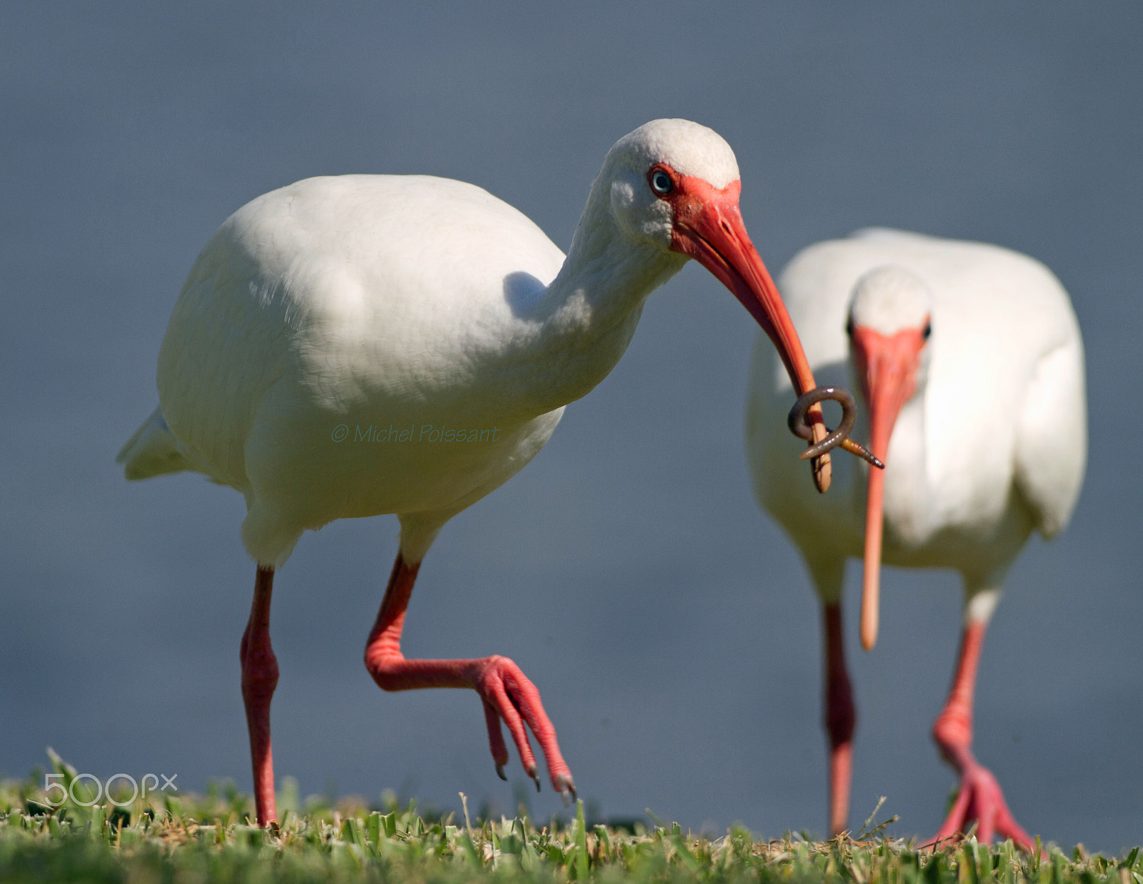 Canon EOS 7D + Canon EF 300mm F4L IS USM sample photo. White ibis photography