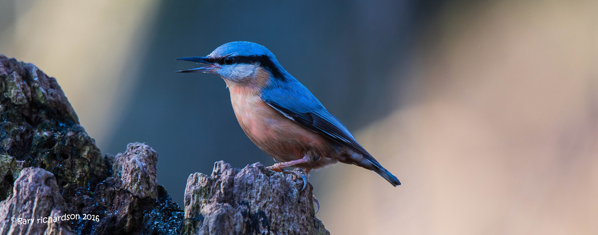 Nikon D810 + Nikon AF-S Nikkor 500mm F4G ED VR sample photo. Nuthatch photography