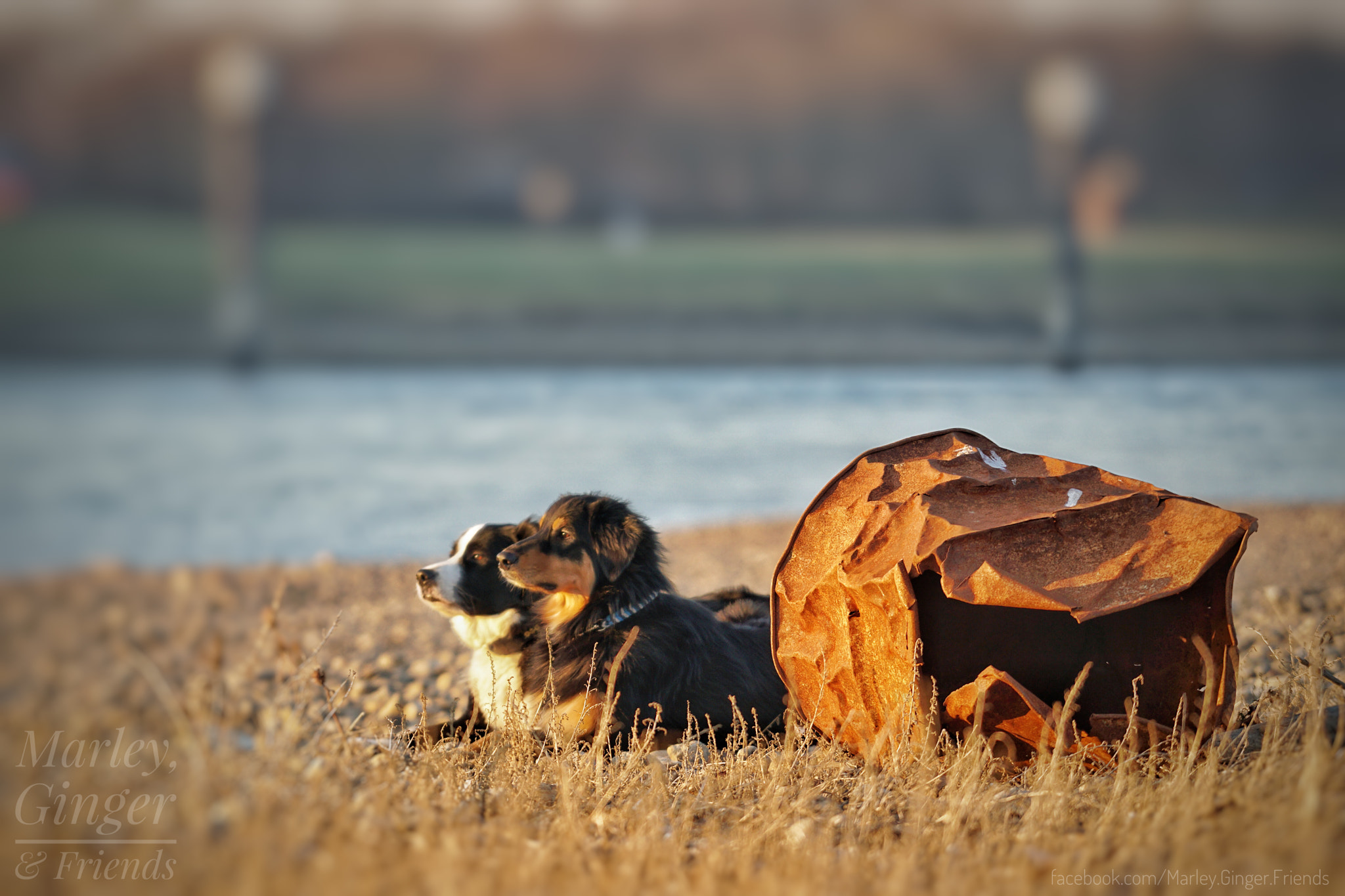 Sony FE 70-200mm F4 G OSS sample photo. Marley, ginger & friends photography