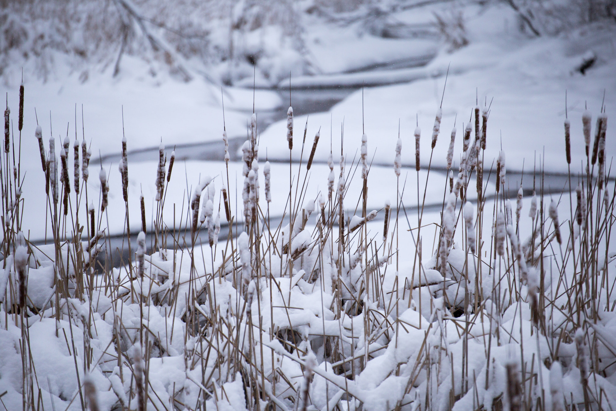 Tamron SP 35mm F1.8 Di VC USD sample photo. River and reeds in snow photography