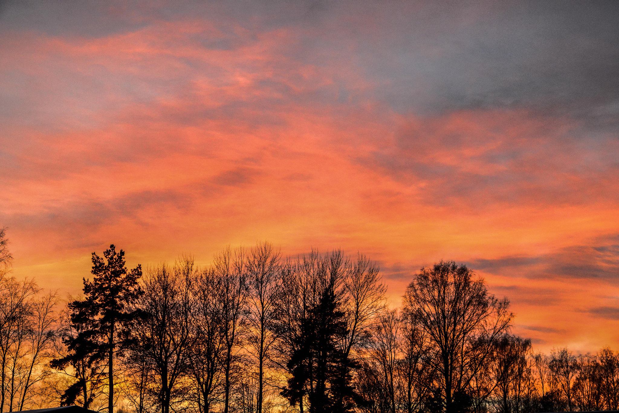 Tamron SP 24-70mm F2.8 Di VC USD sample photo. Evening sky over the trees photography