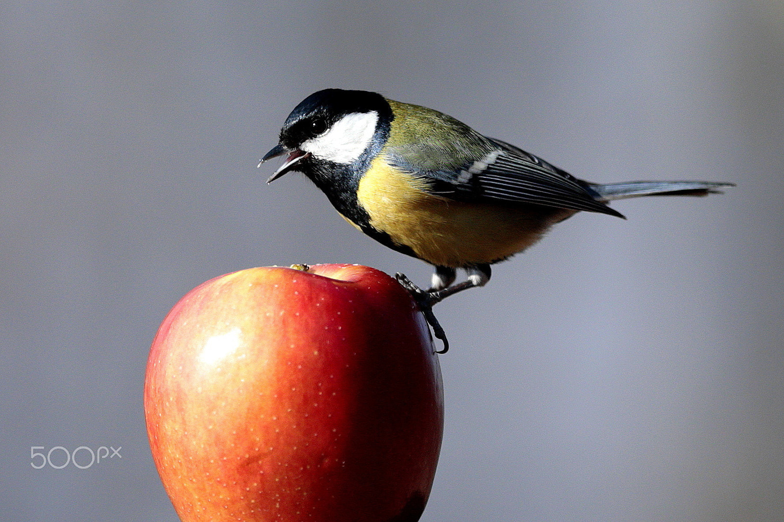 Canon EF 300mm F2.8L IS USM sample photo. Cinciallegra photography