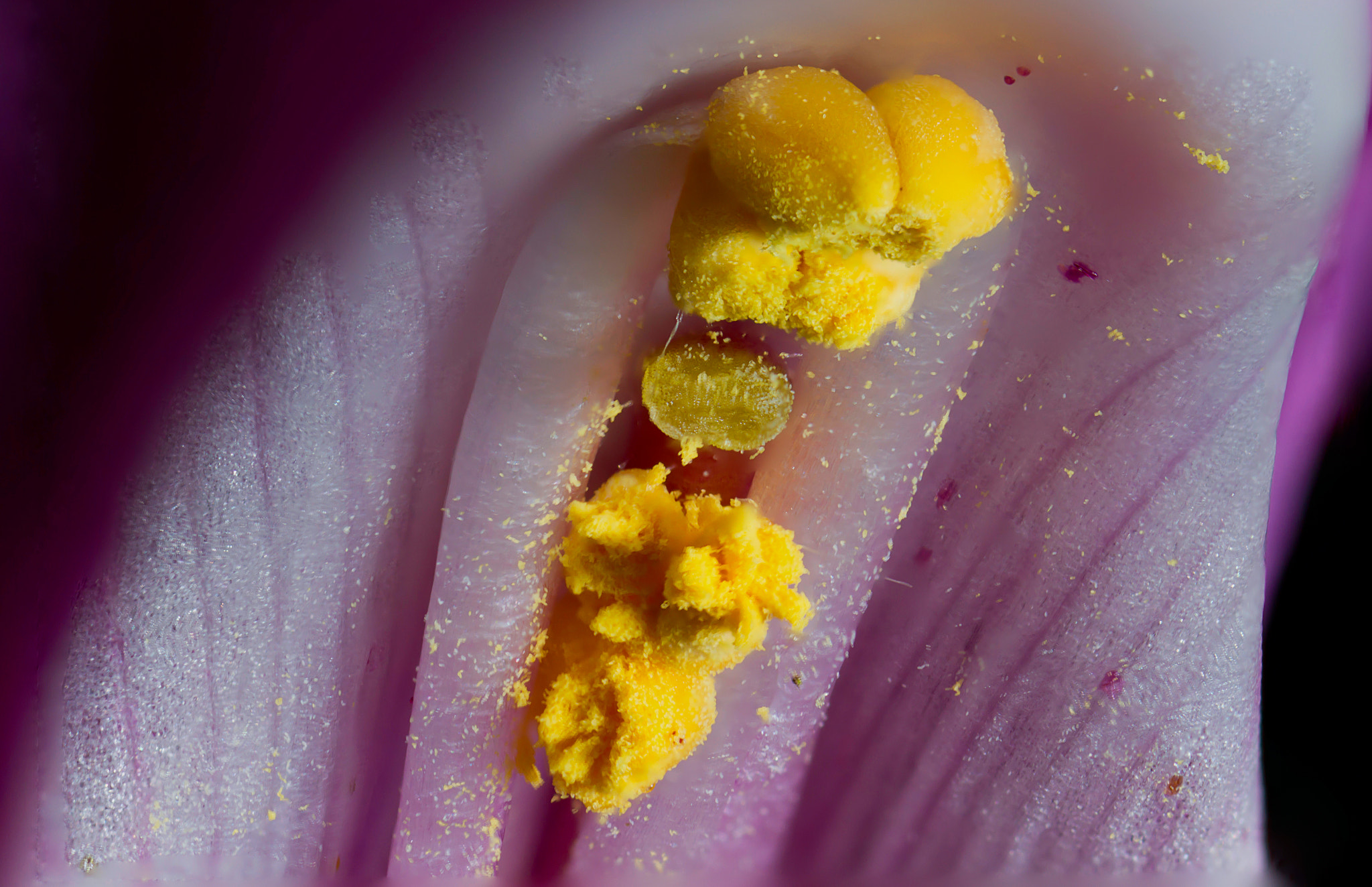 Canon MP-E 65mm F2.5 1-5x Macro Photo sample photo. Estambres on flower photography