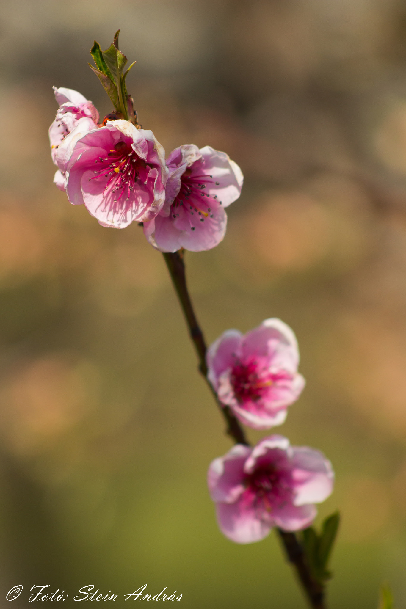 Canon EOS 700D (EOS Rebel T5i / EOS Kiss X7i) + EF75-300mm f/4-5.6 sample photo. Peach blossom photography