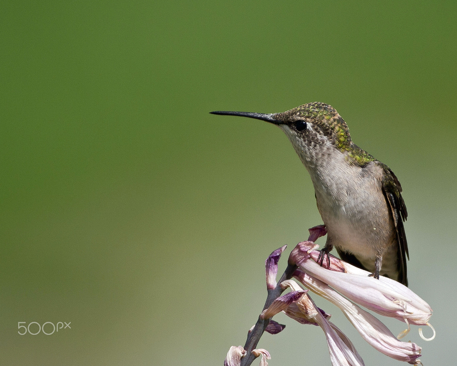 Canon EOS 7D + Canon EF 300mm F4L IS USM sample photo. Hummer at rest photography