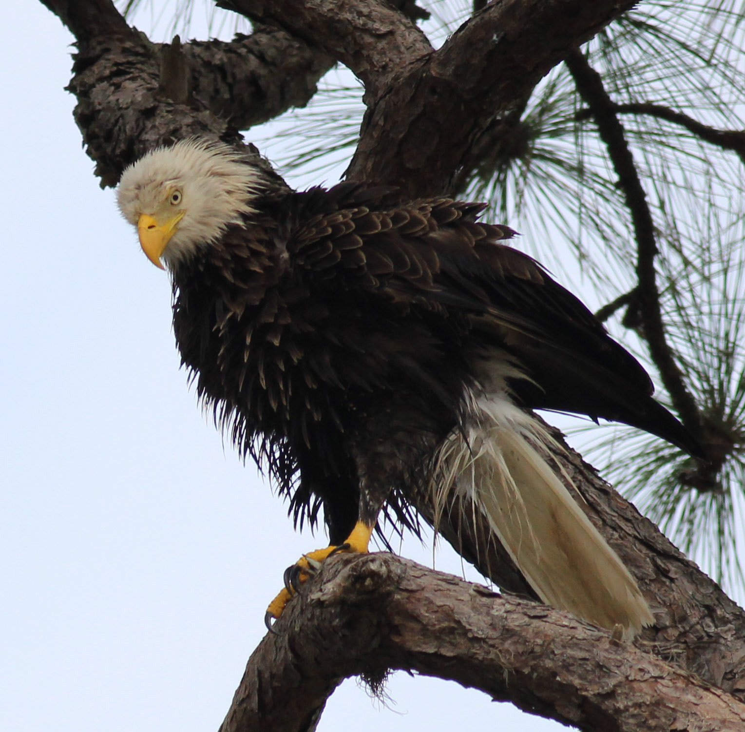 Canon EOS 600D (Rebel EOS T3i / EOS Kiss X5) + Canon EF 400mm F5.6L USM sample photo. Wet look eagle photography