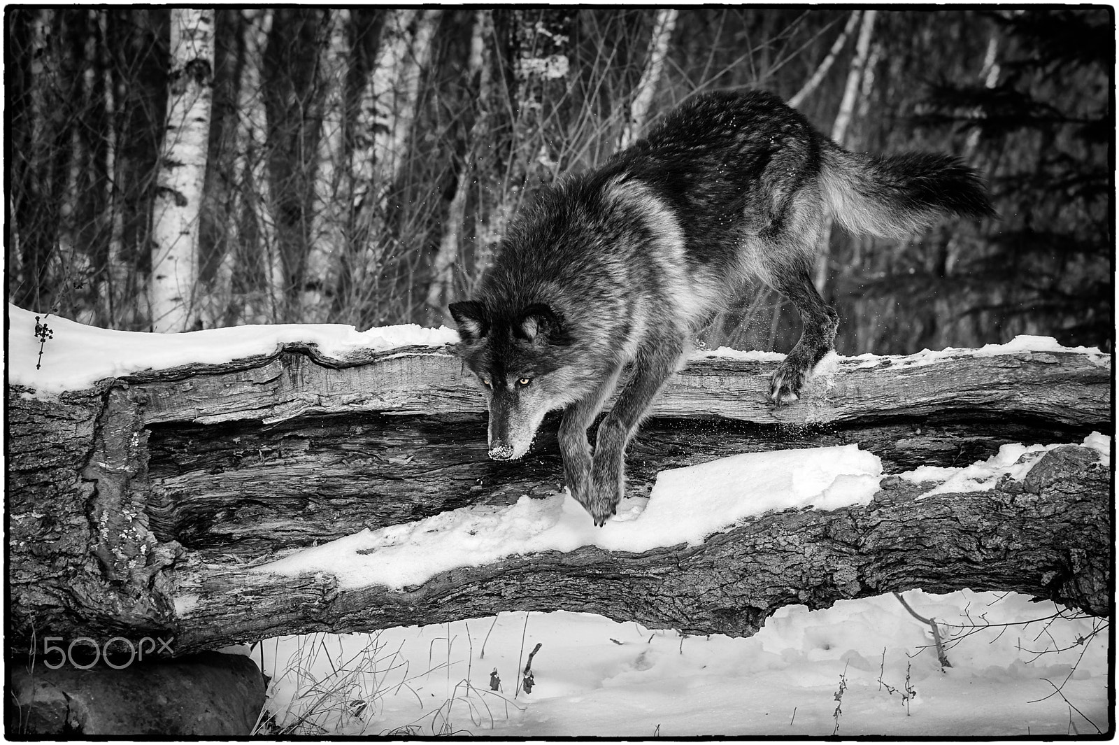 Nikon D4S + Nikon AF-S Nikkor 70-200mm F2.8G ED VR sample photo. The quick black wolf jumped over the lazy log photography