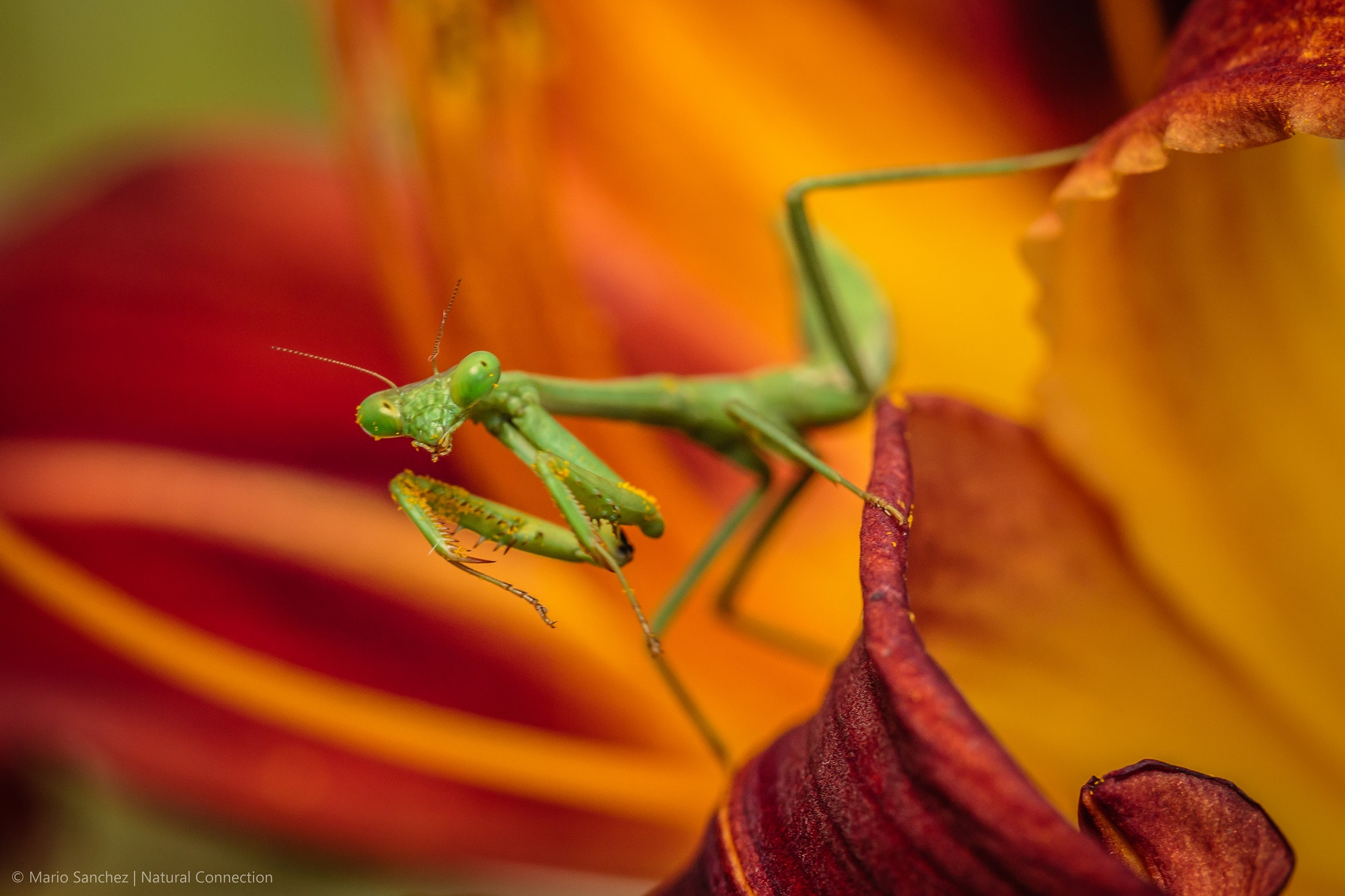 Canon EF 100mm F2.8 Macro USM sample photo. Bella mantis photography