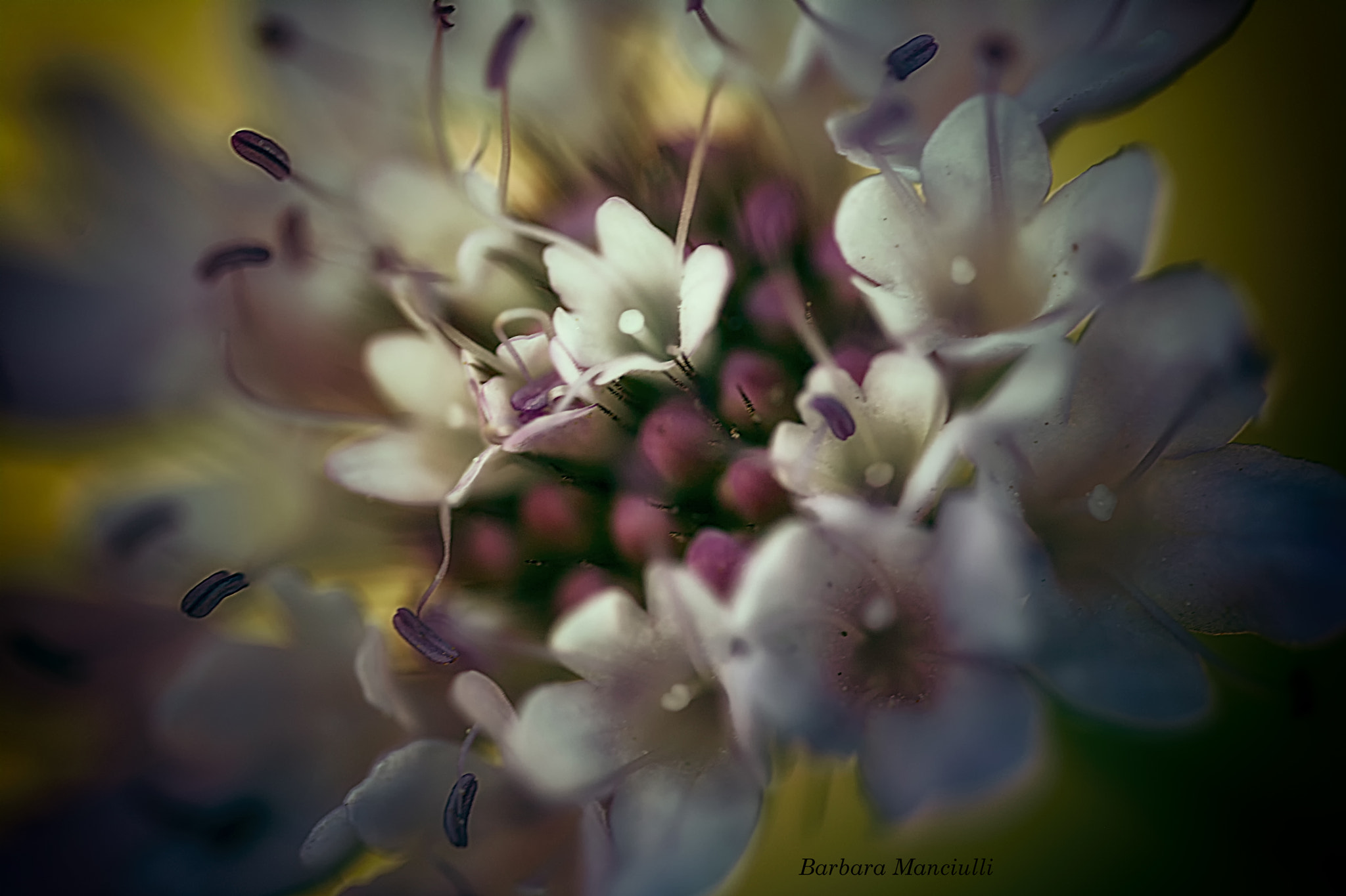 Sigma 150mm F2.8 EX DG OS Macro HSM sample photo. Bouquet photography