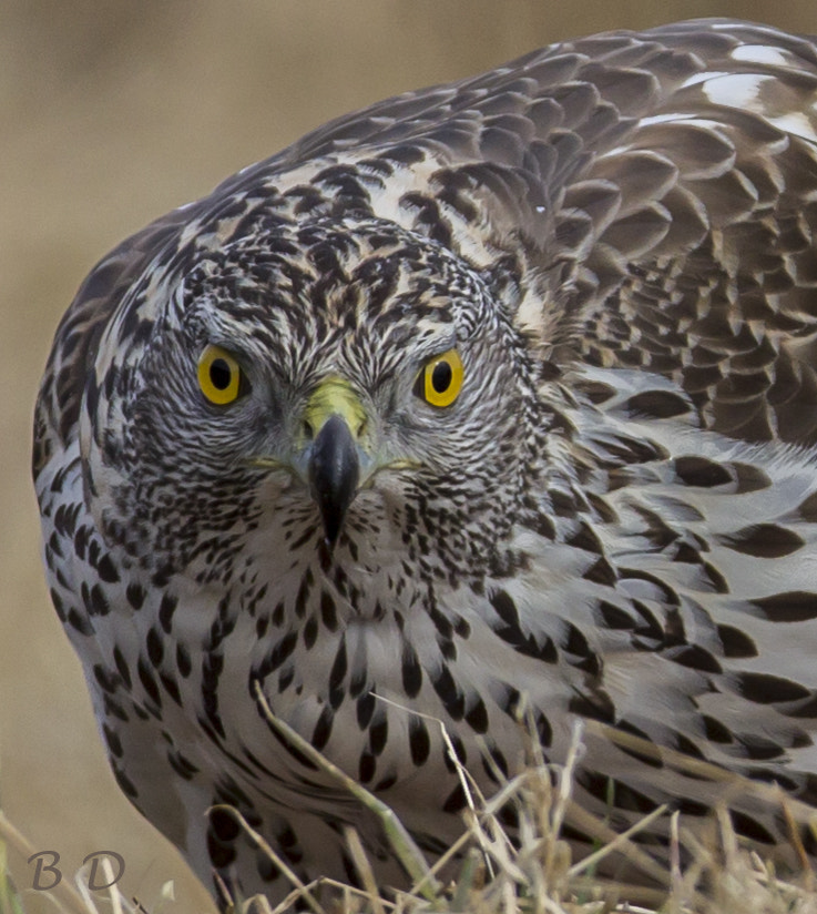 Canon EF 300mm F2.8L IS USM sample photo. Who are you! photography
