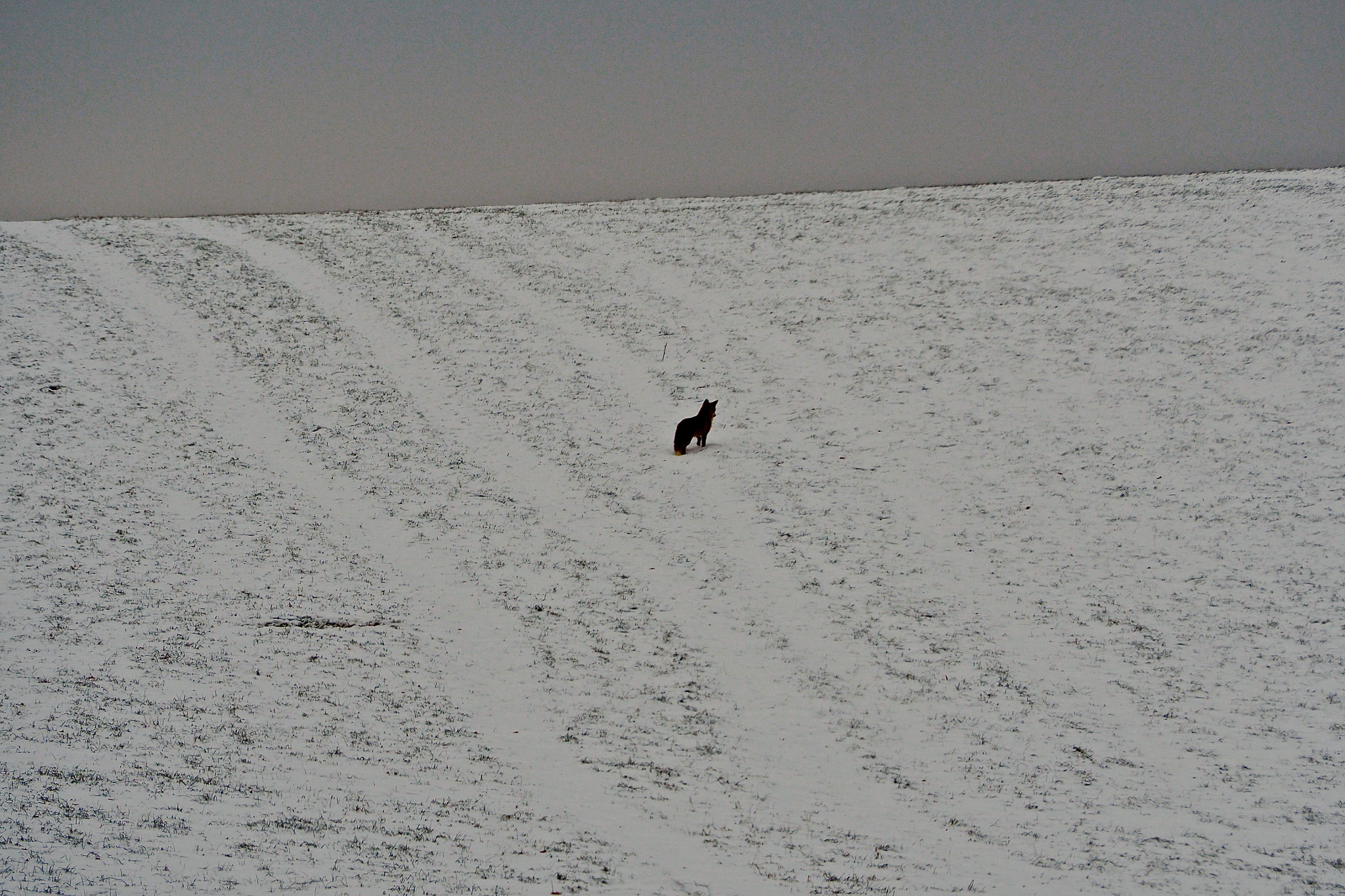 Olympus OM-D E-M5 II sample photo. Little fox on a winter hunt photography