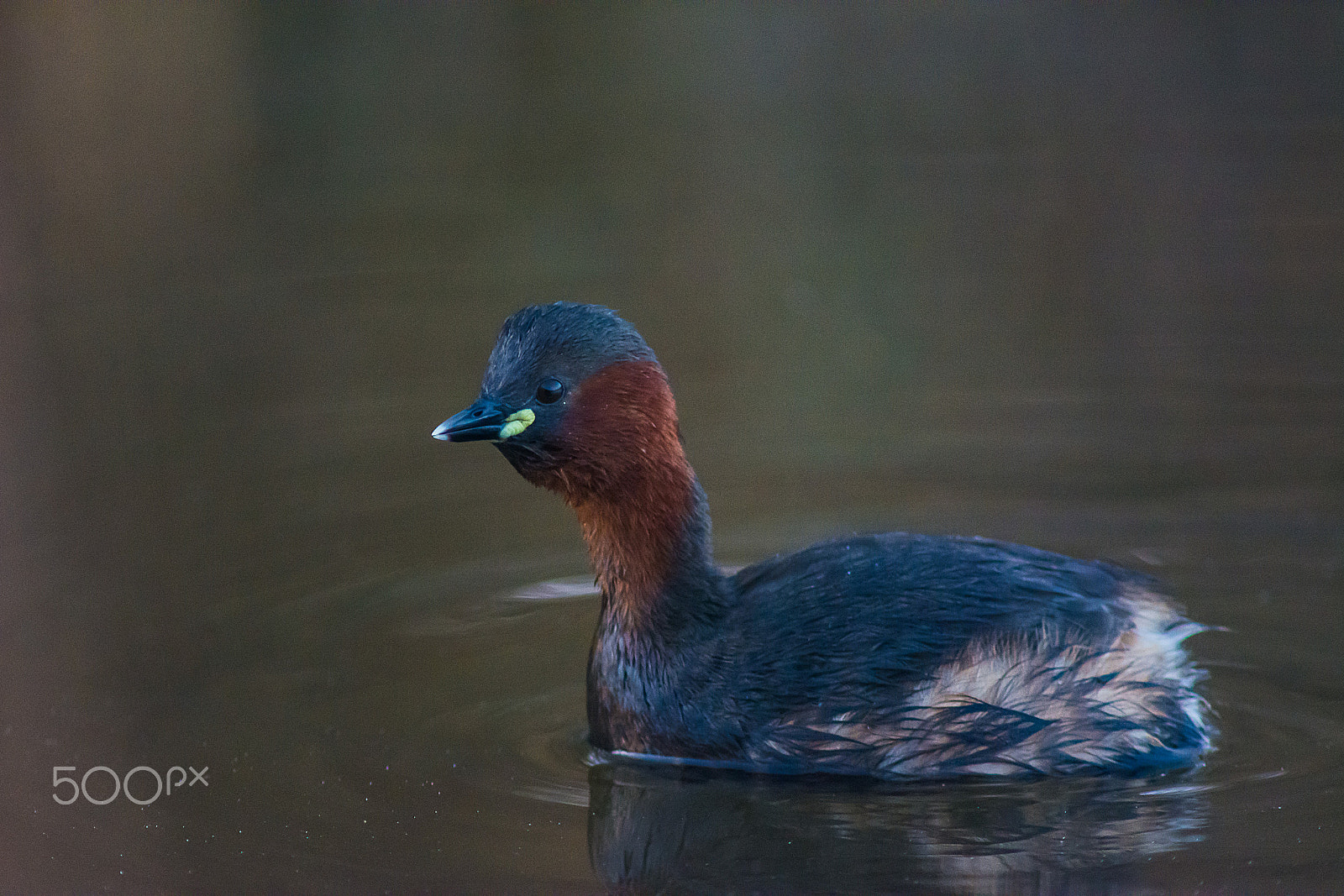 Nikon D7100 + AF Nikkor 300mm f/4 IF-ED sample photo. Least grebe photography