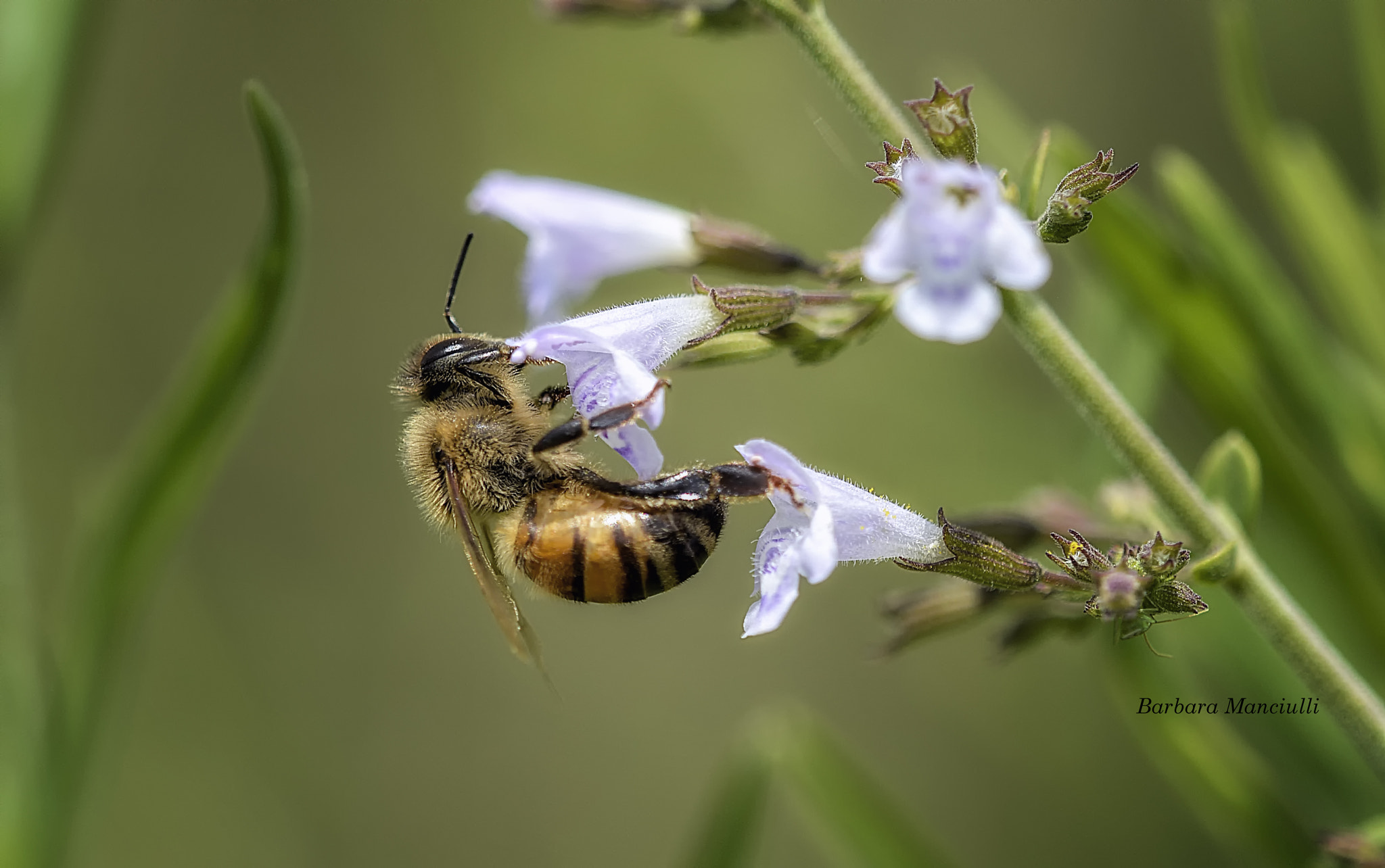 Nikon D7100 + Sigma 150mm F2.8 EX DG OS Macro HSM sample photo. Alla ricerca dell'estasi photography