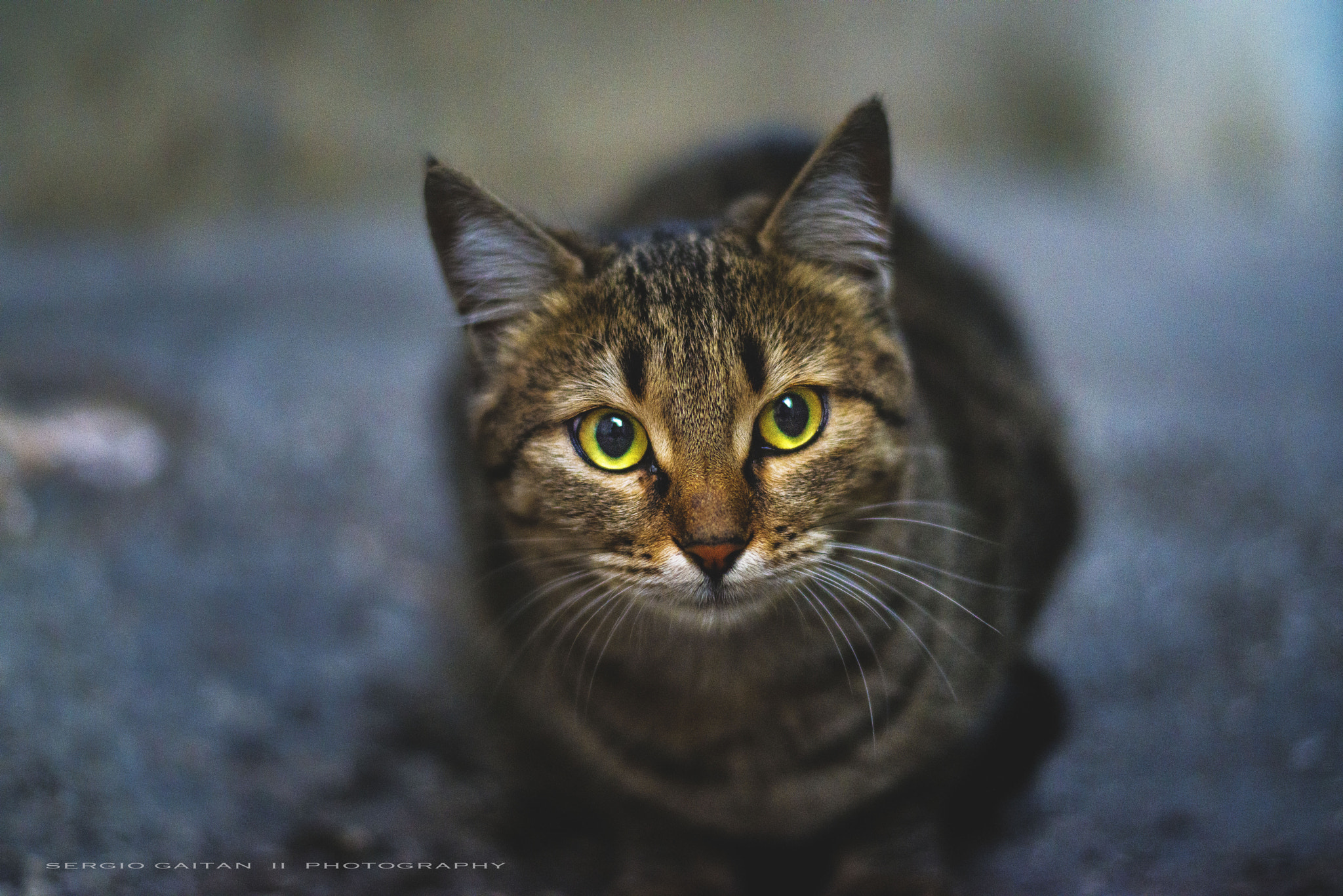 Nikon D800E + Nikon AF-S Nikkor 50mm F1.8G sample photo. Antakya photography