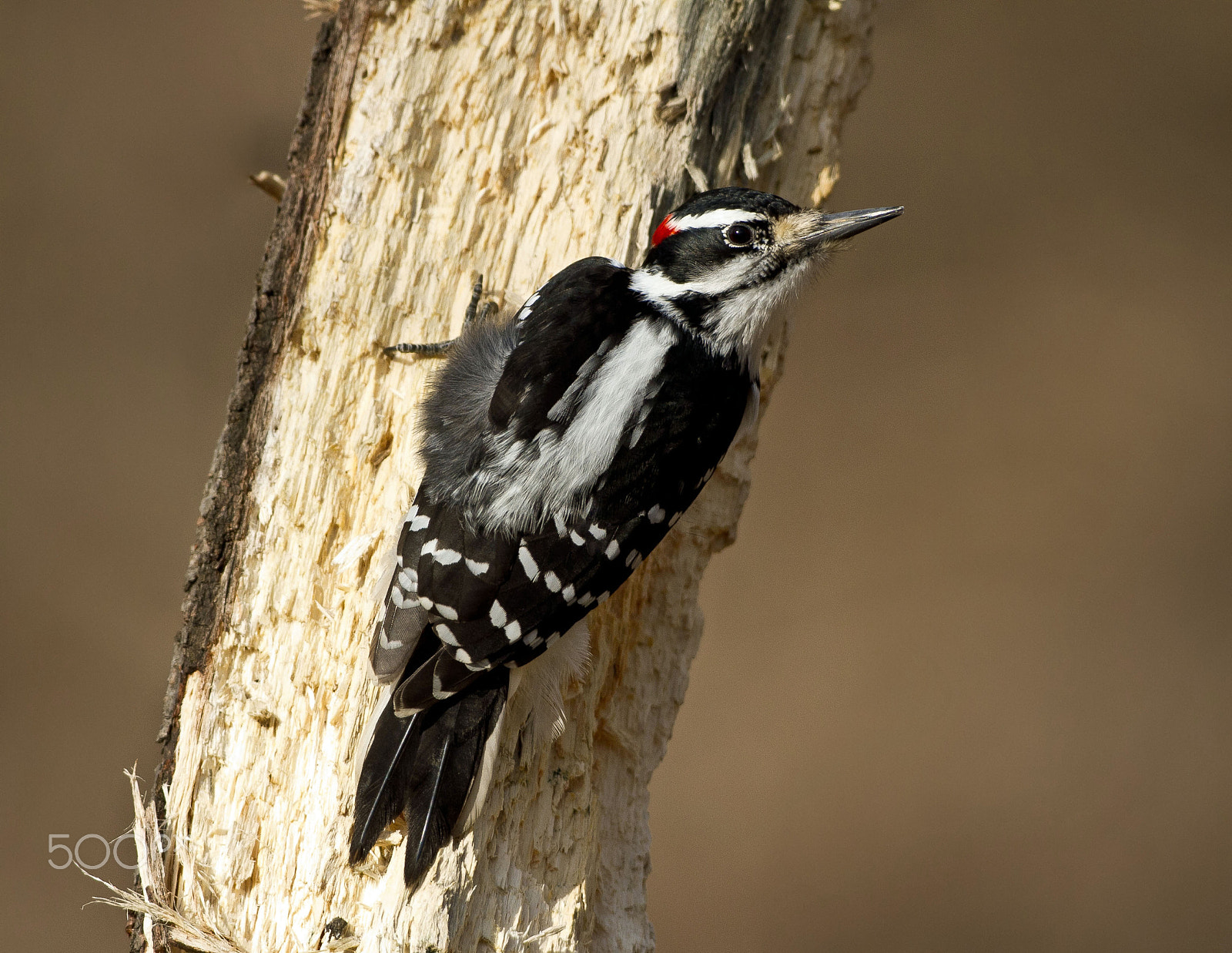 Canon EOS 7D + Canon EF 300mm F4L IS USM sample photo. Hairy woodpecker photography
