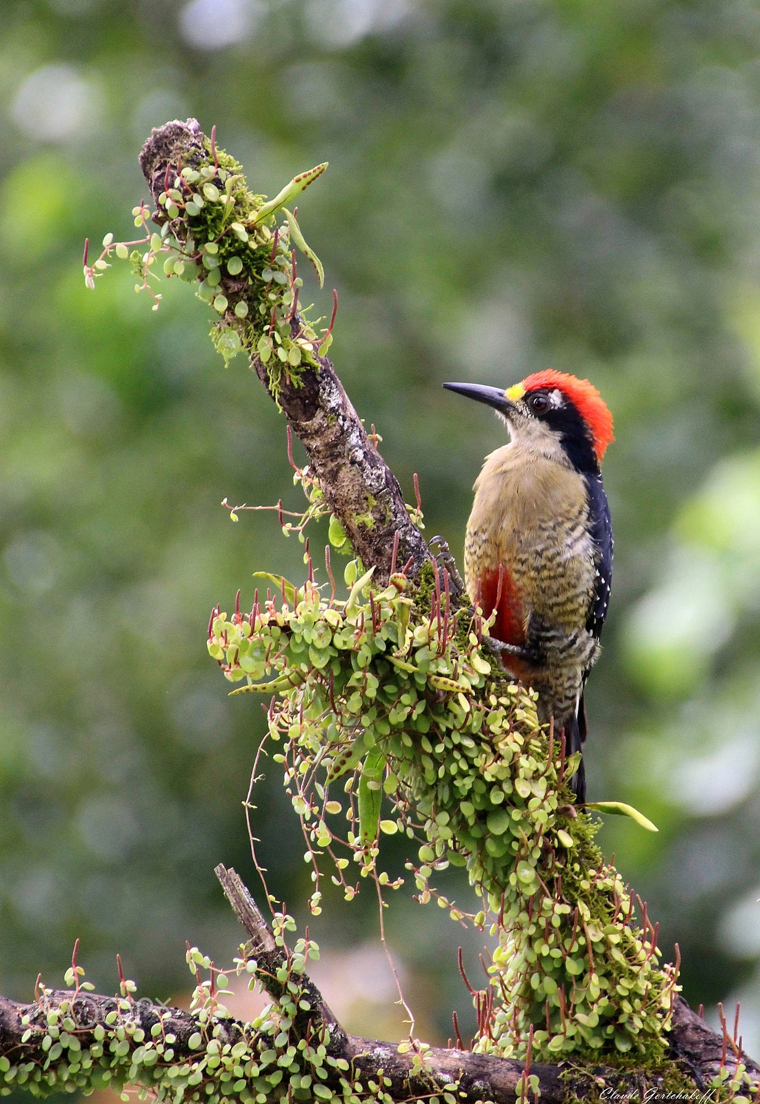 Sigma 18-250mm F3.5-6.3 DC OS HSM sample photo. Woody woodpecker... photography