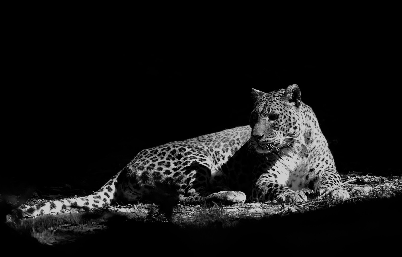 Sigma 150-500mm F5-6.3 DG OS HSM sample photo. Divine - lk photography