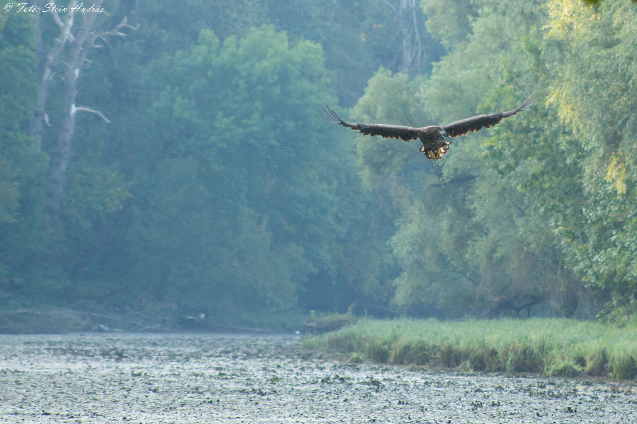 Canon EOS 700D (EOS Rebel T5i / EOS Kiss X7i) + EF75-300mm f/4-5.6 sample photo. Eagle photography