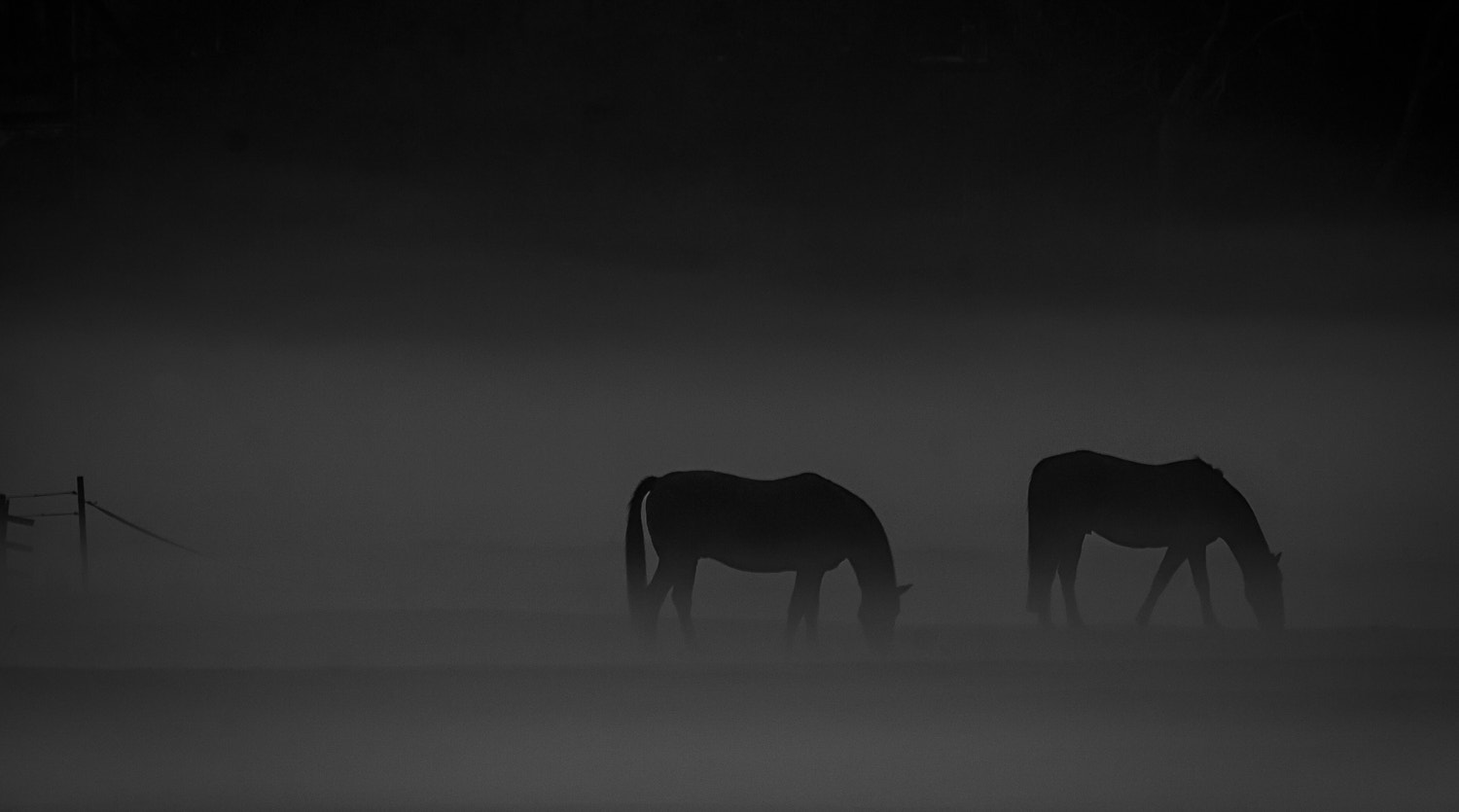 Canon EF-S 55-250mm F4-5.6 IS STM sample photo. Fog horses dawn photography