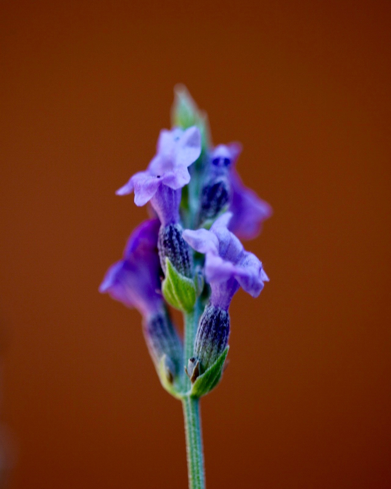 Sigma APO Macro 150mm f/2.8 EX DG HSM sample photo. By my garden photography