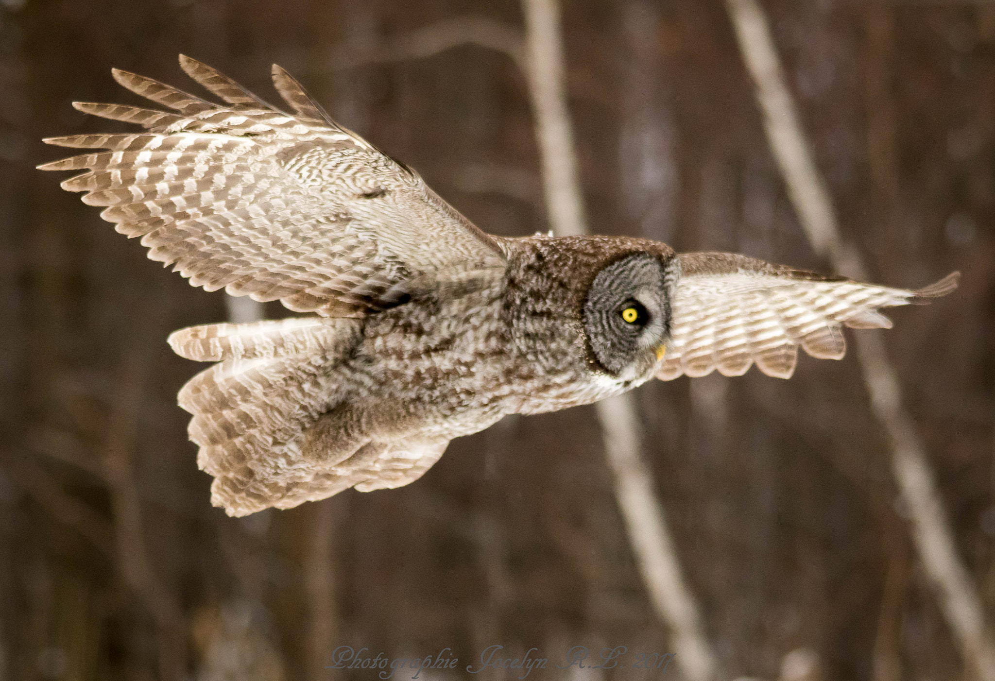Sigma 150-500mm F5-6.3 DG OS HSM sample photo. Qa photography