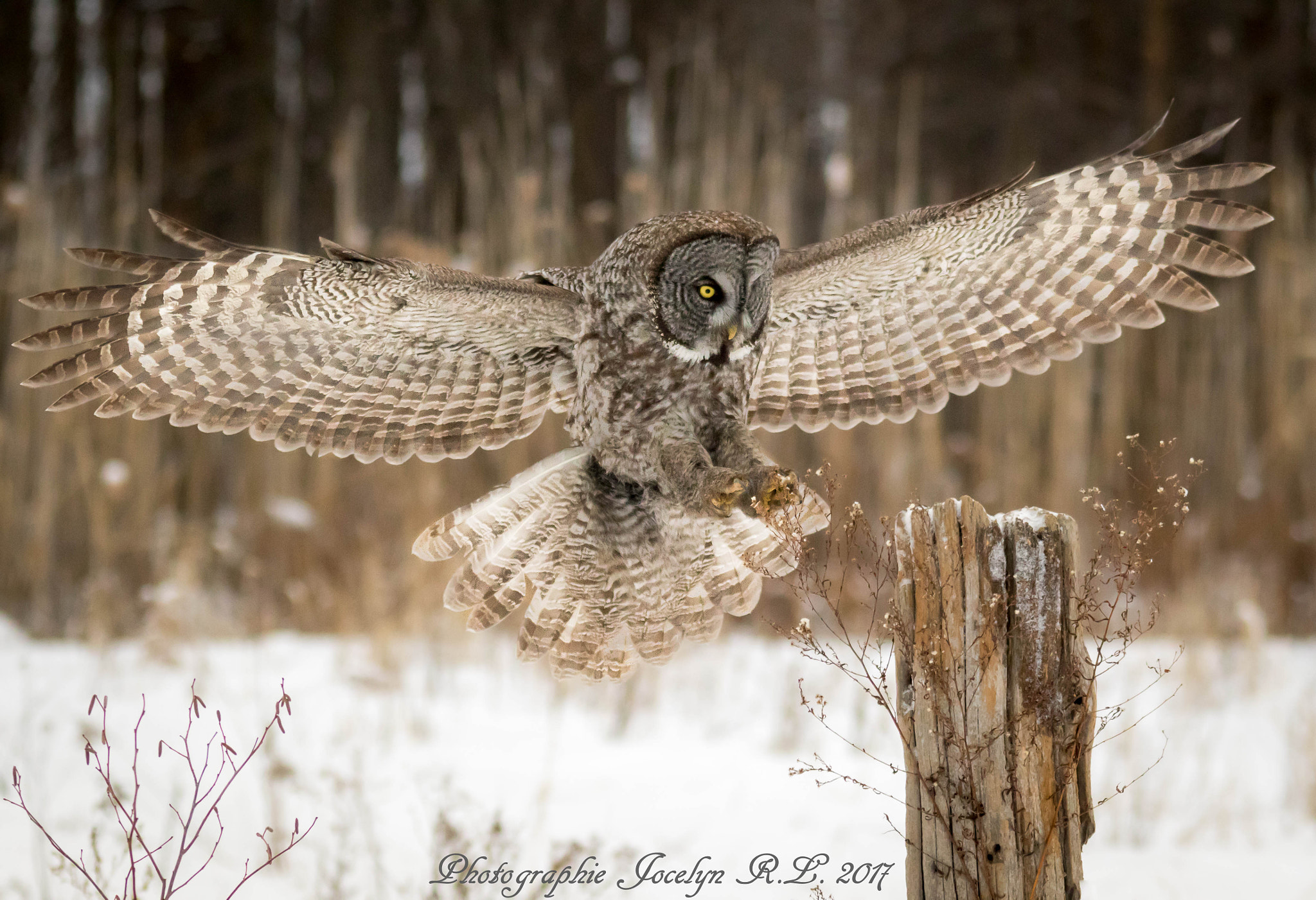 Sigma 150-500mm F5-6.3 DG OS HSM sample photo. Qa photography