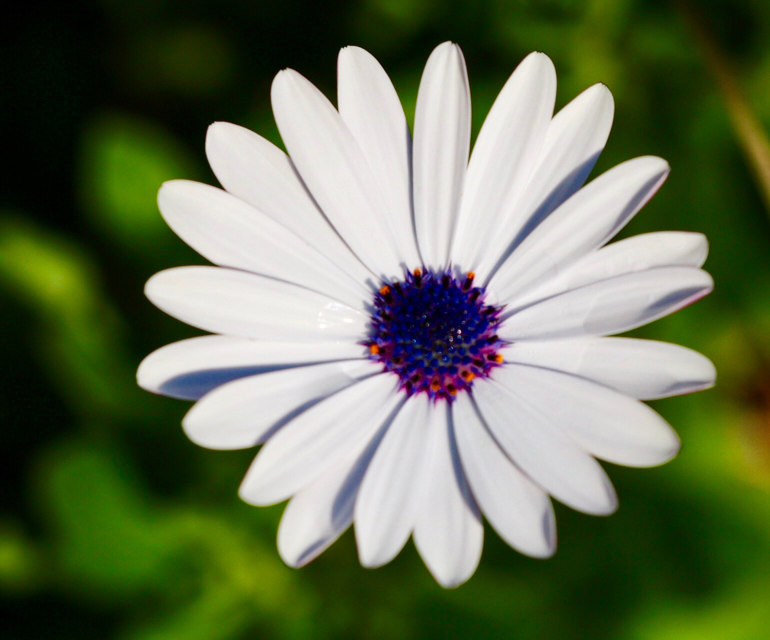 Sigma APO Macro 150mm f/2.8 EX DG HSM sample photo. Simple & sincere photography