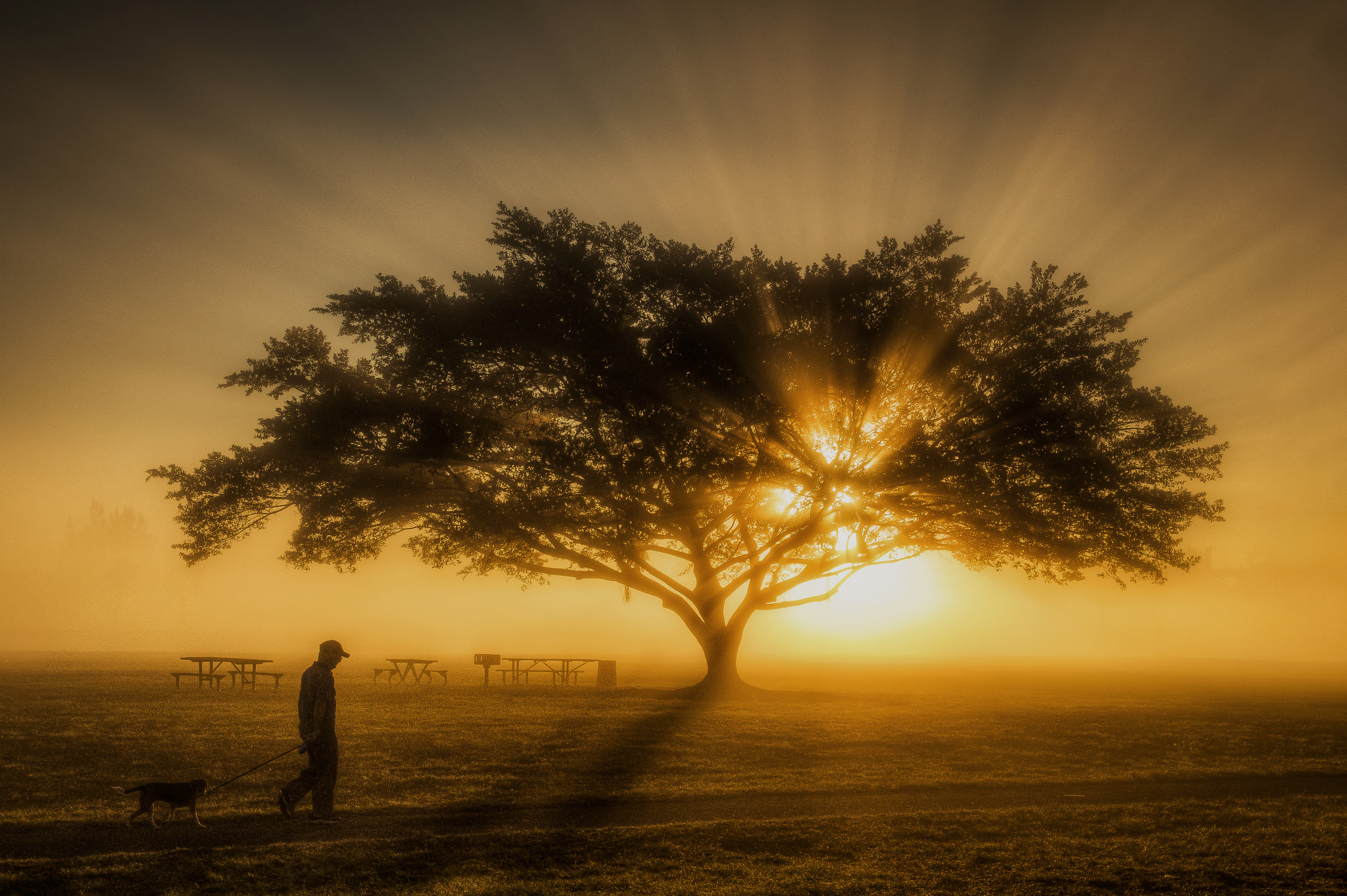 Nikon D810 sample photo. Walking a dog in heaven photography