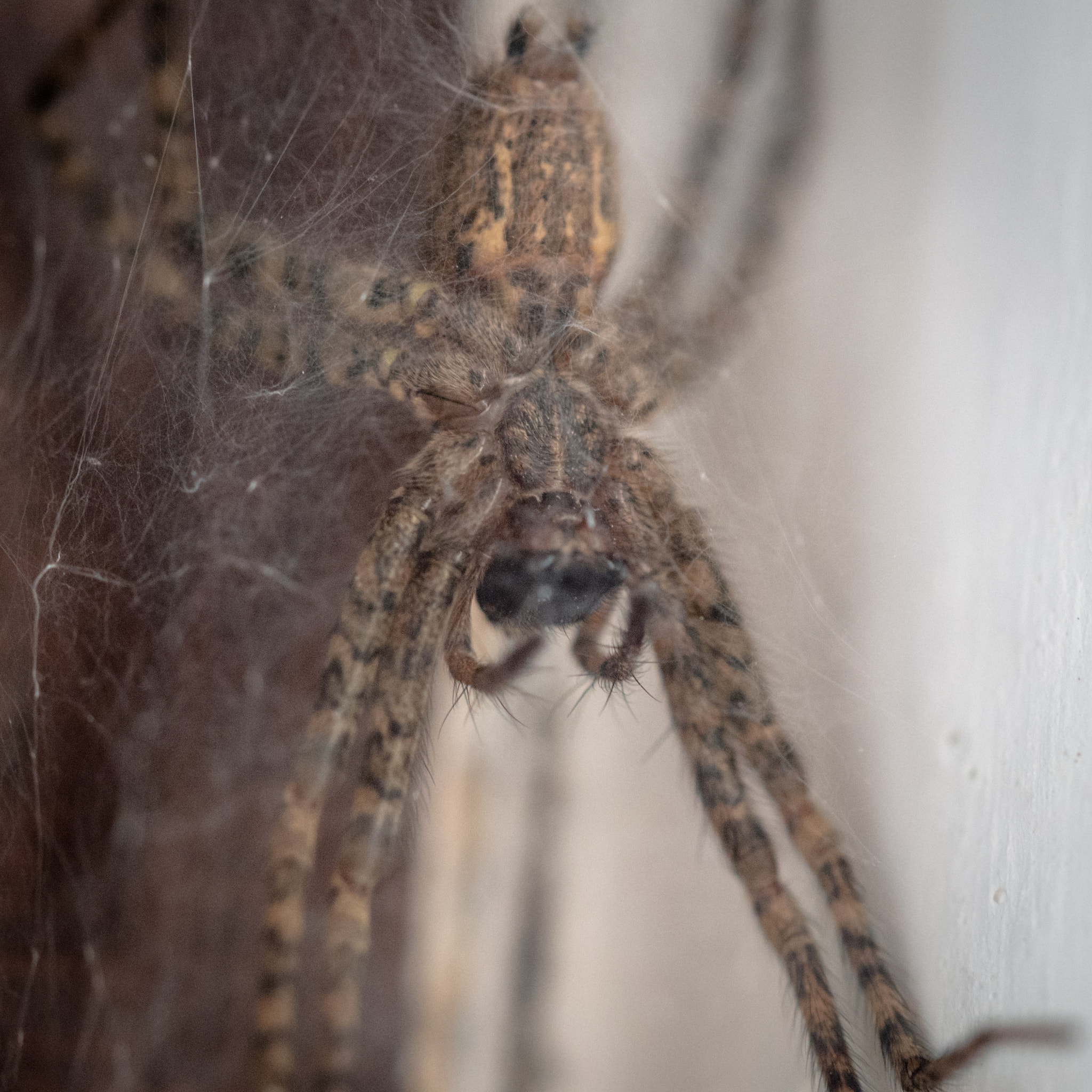 Olympus OM-D E-M5 sample photo. Spider photography
