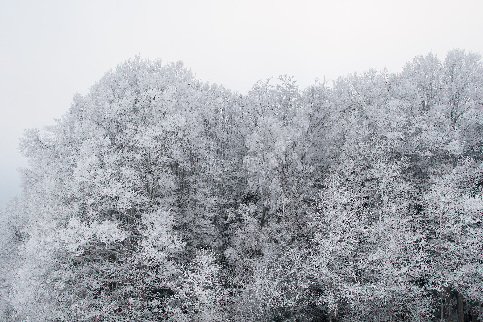 Nikon D300S + Nikon AF-S Nikkor 24mm F1.4G ED sample photo. Winter photography