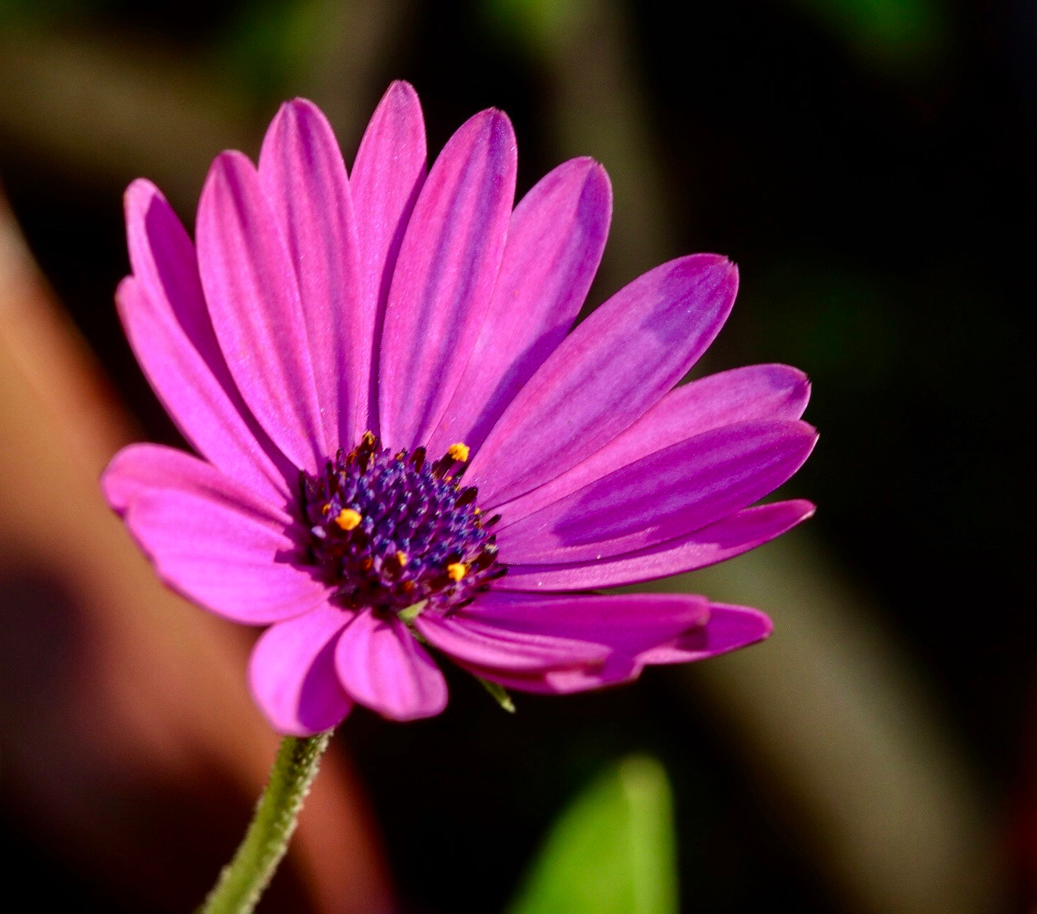 Sigma APO Macro 150mm f/2.8 EX DG HSM sample photo. The vivid colors of nature photography